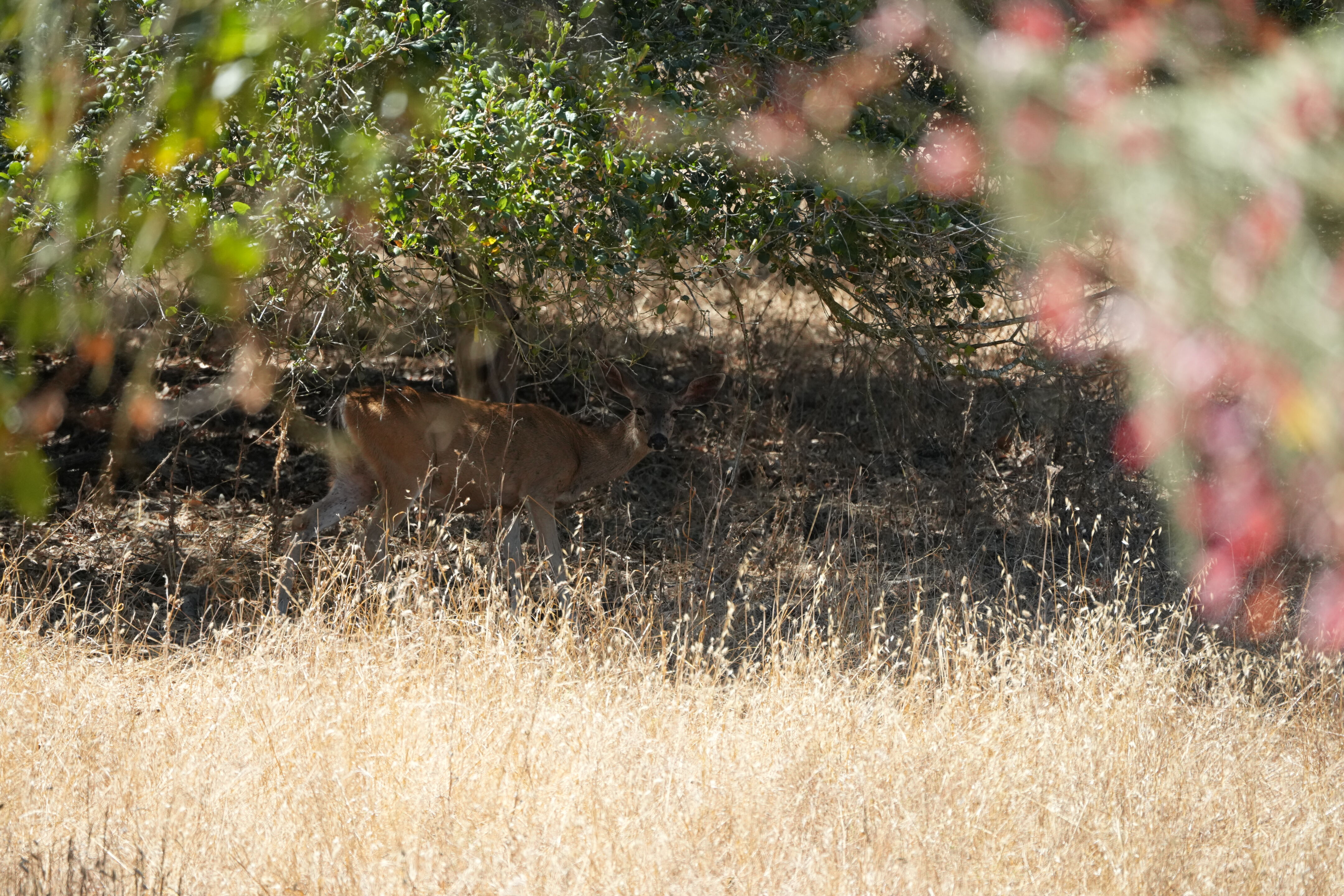 Coyote Lake Harvey Bear Ranch County Park