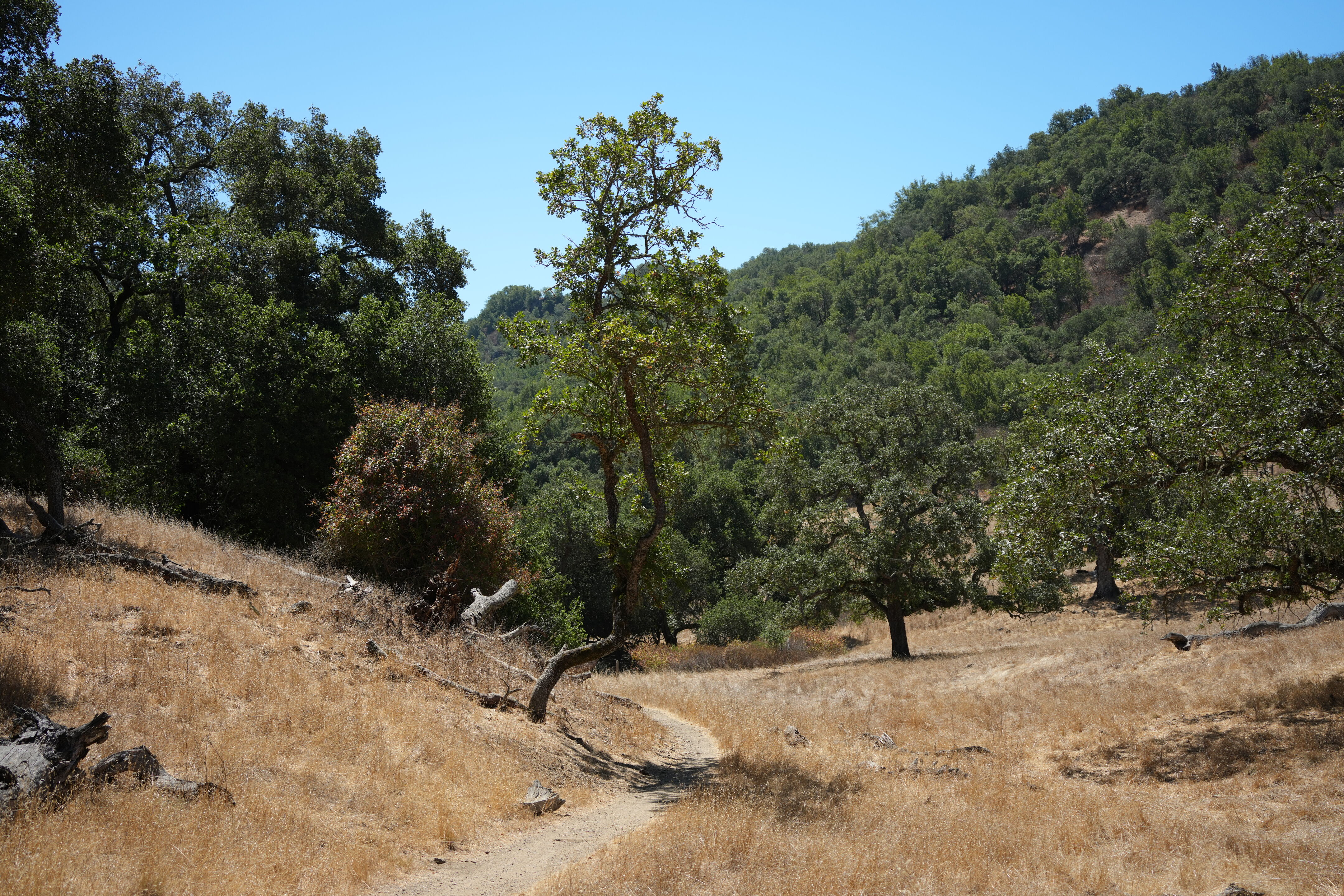 Coyote Lake Harvey Bear Ranch County Park