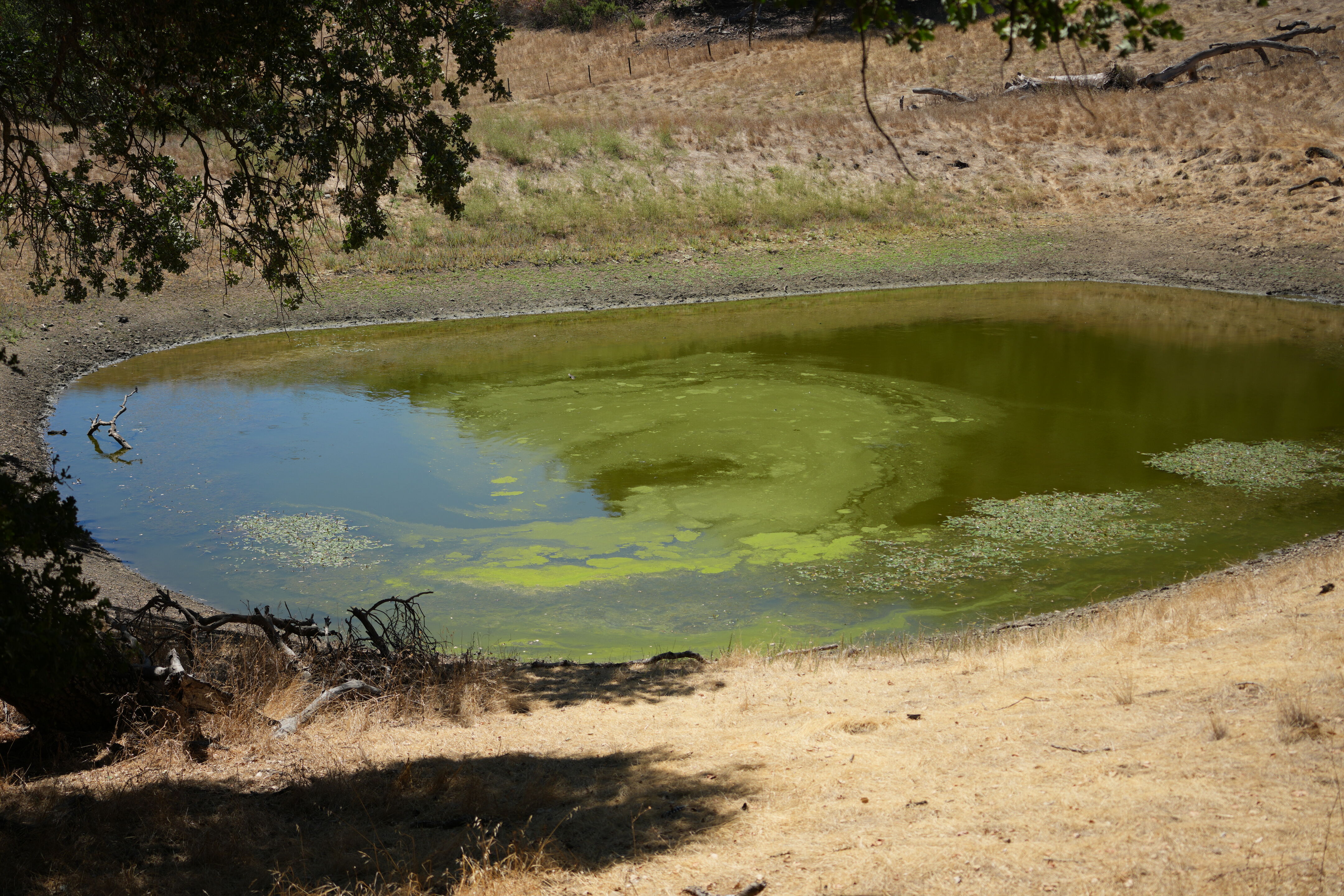 Coyote Lake Harvey Bear Ranch County Park