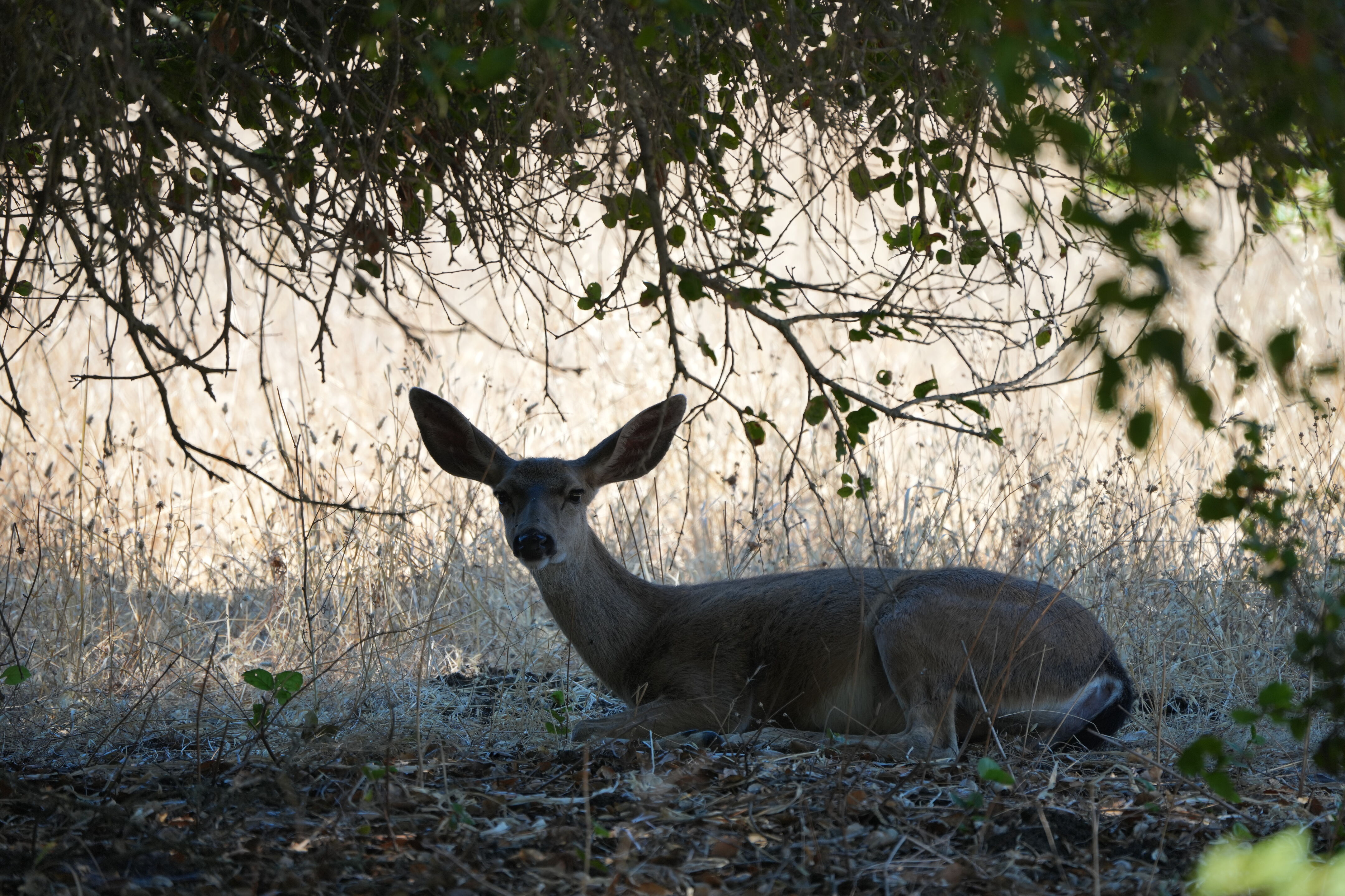 Coyote Lake Harvey Bear Ranch County Park