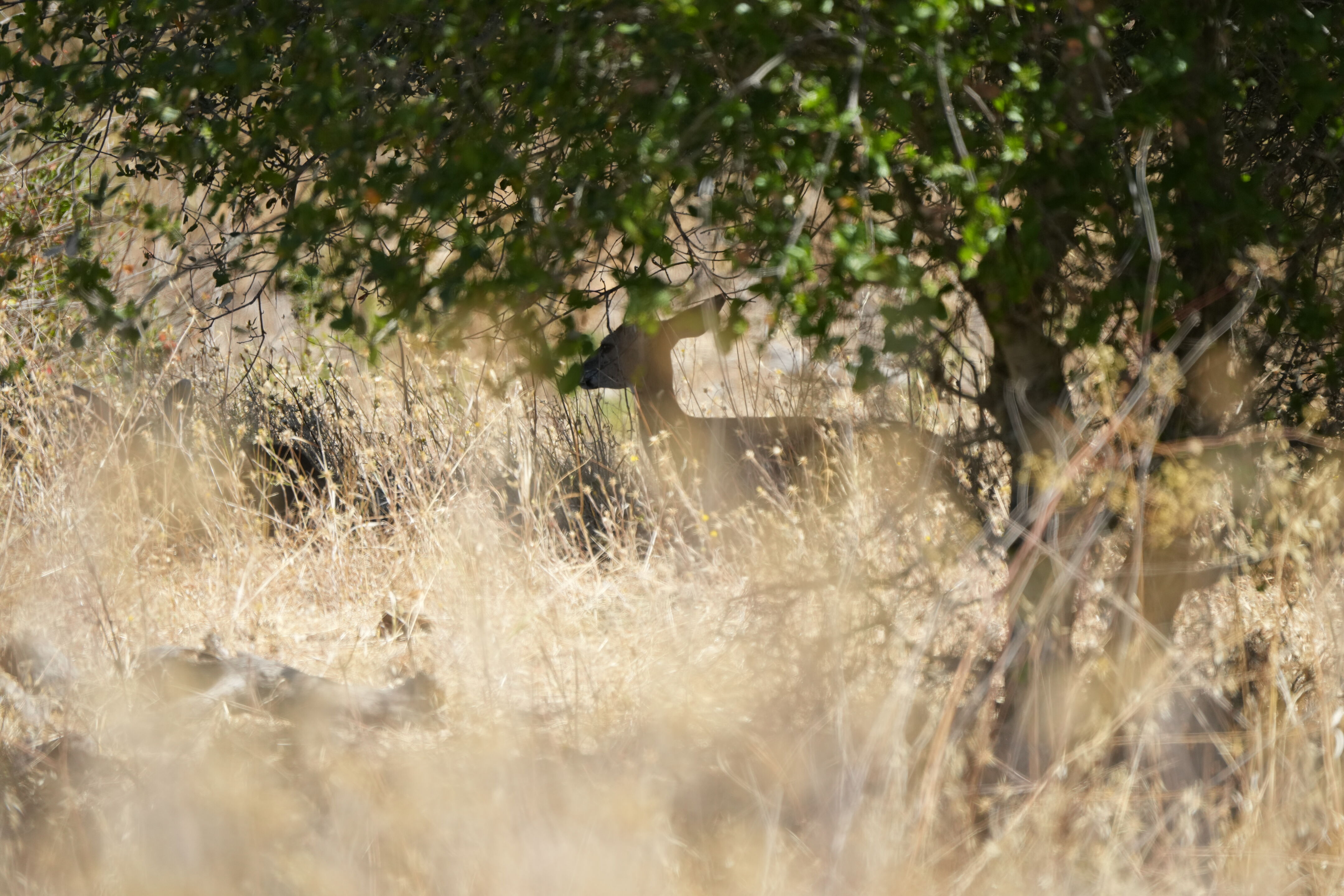 Coyote Lake Harvey Bear Ranch County Park