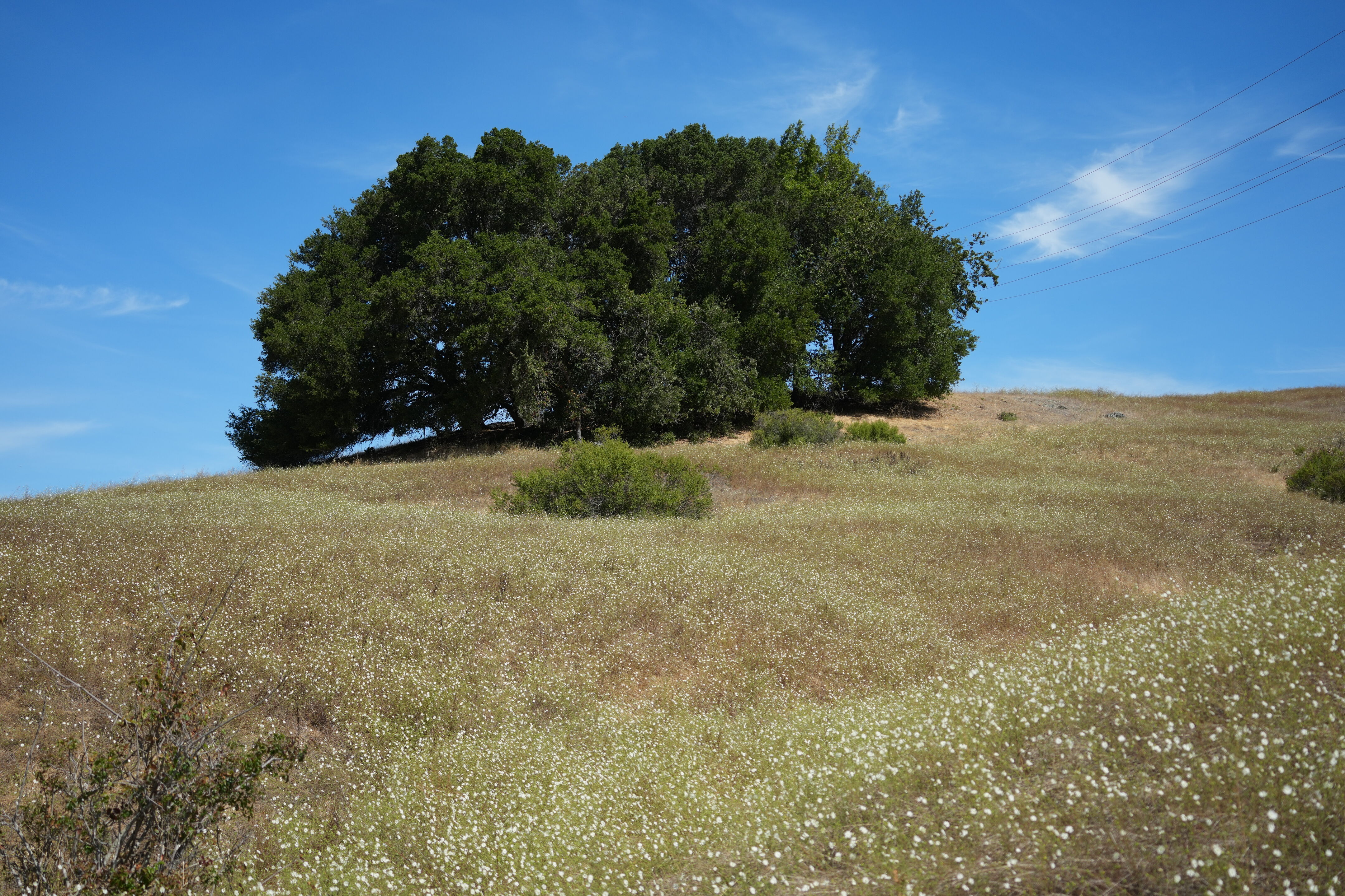 Edgewood Park Natural Preserve