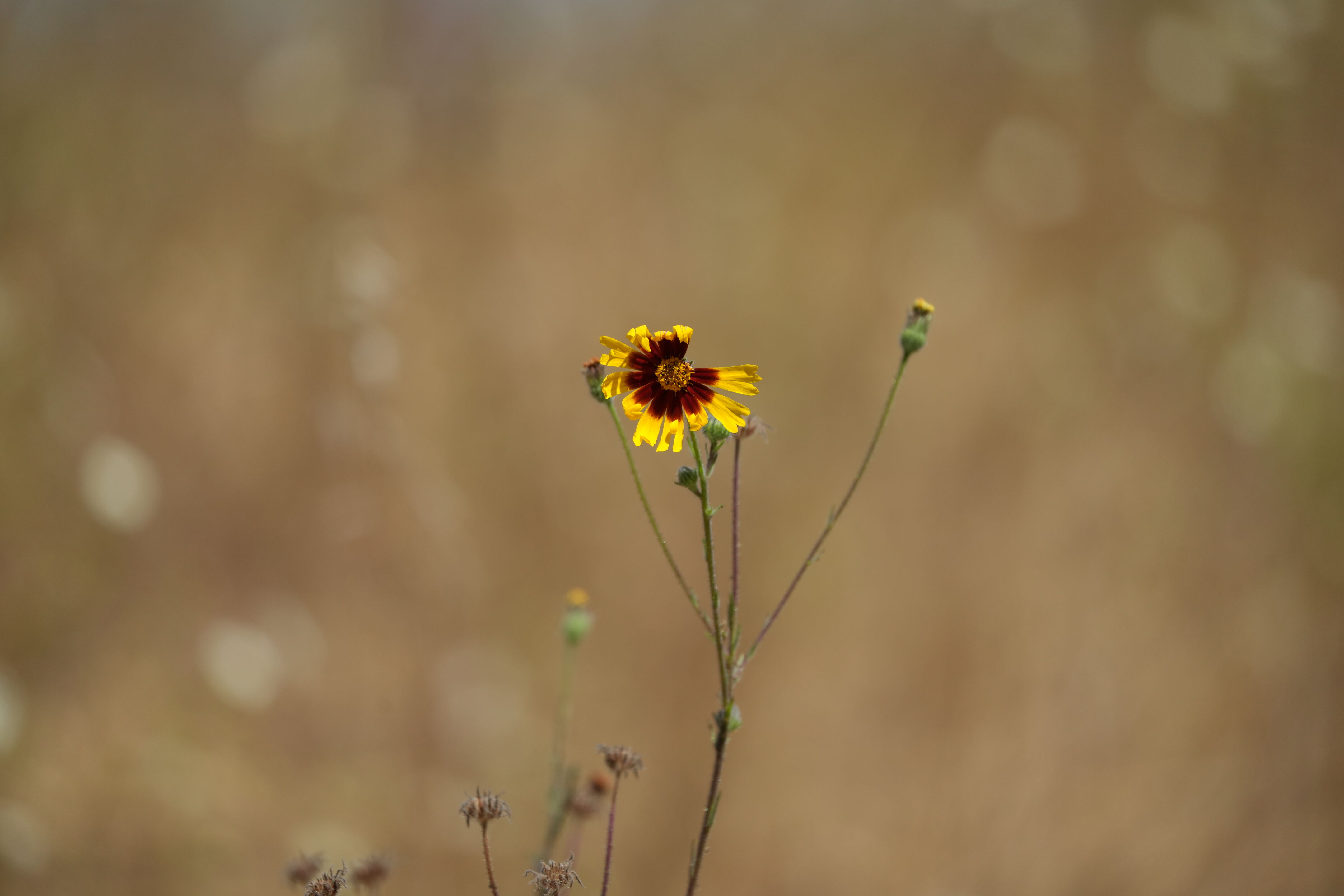 Edgewood Park Natural Preserve