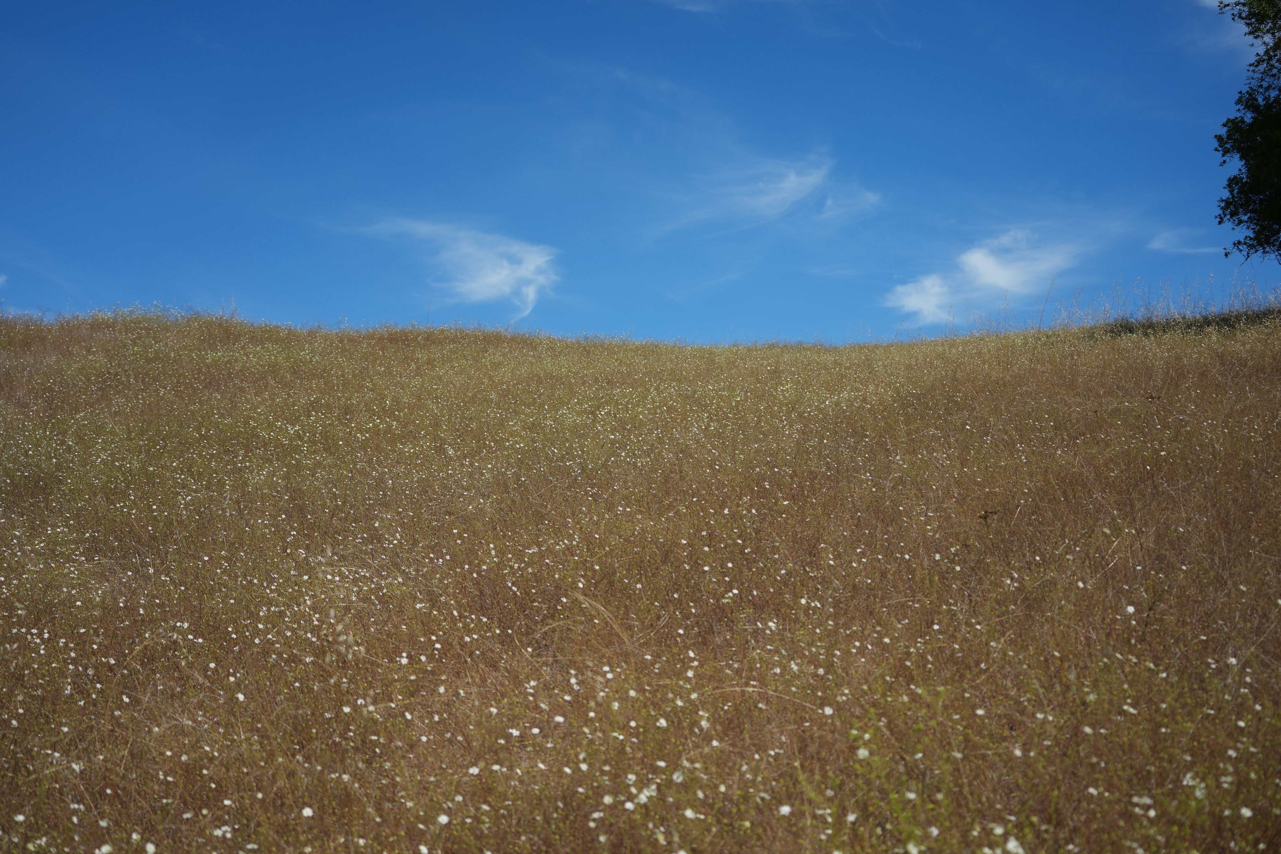 Edgewood Park Natural Preserve