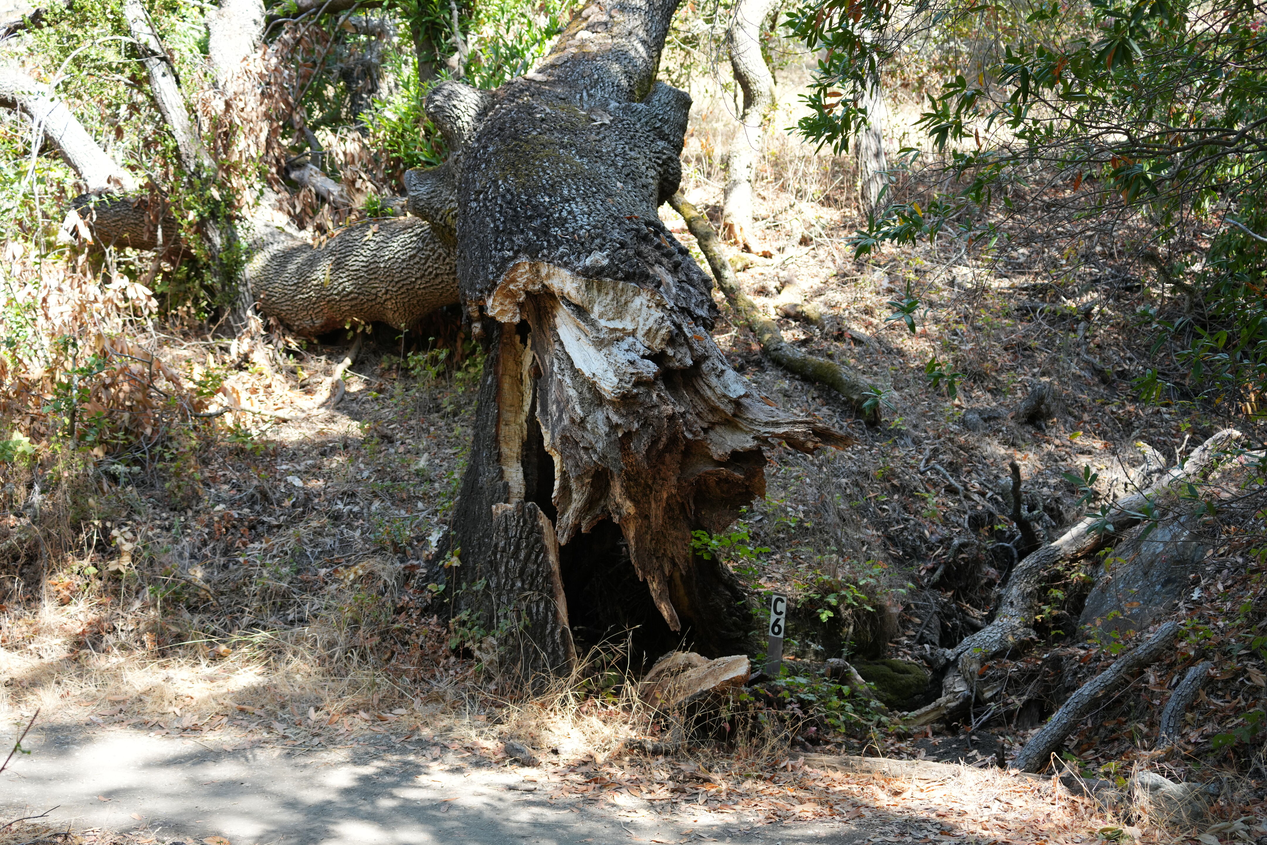 Edgewood Park Natural Preserve