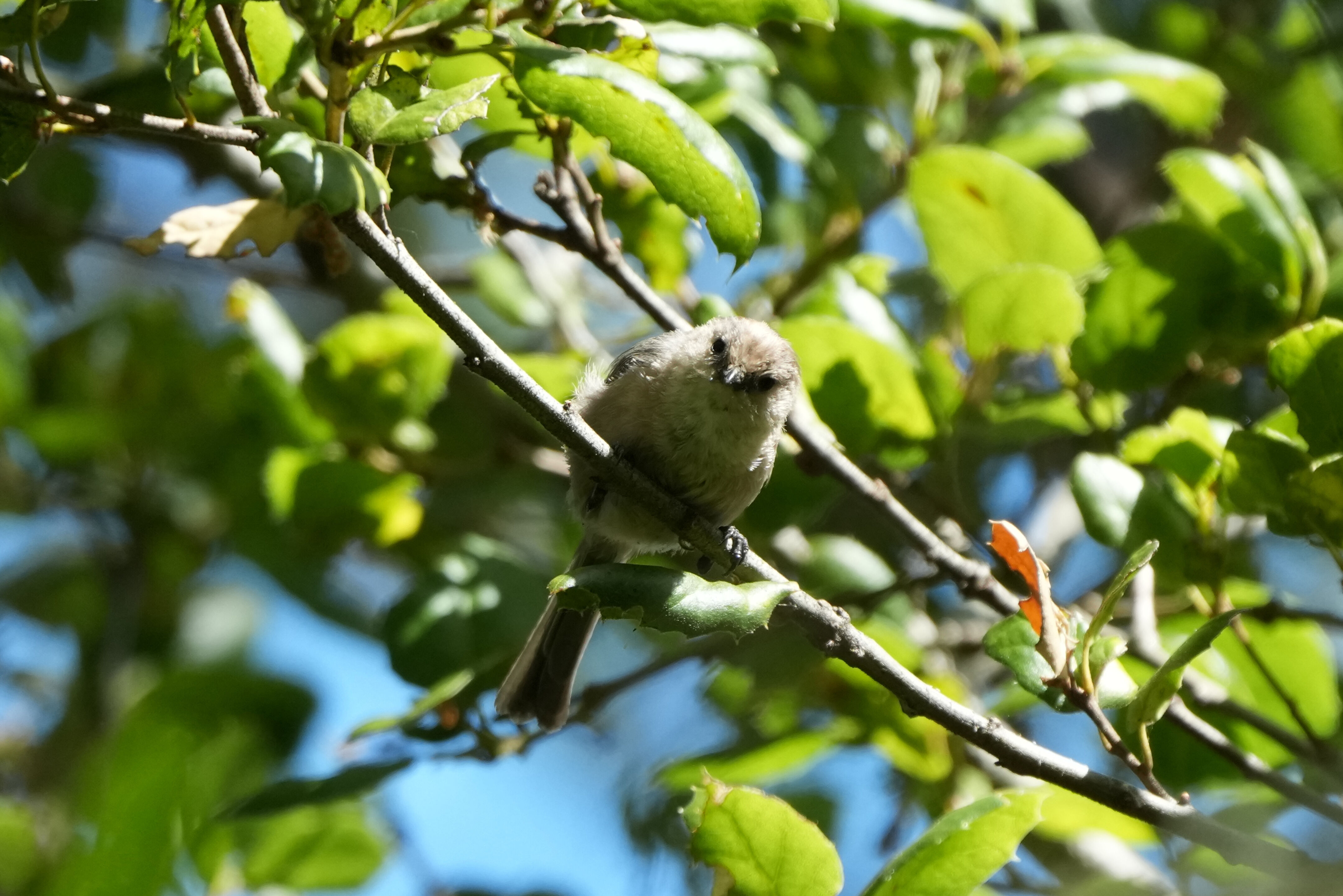 American Bushtit