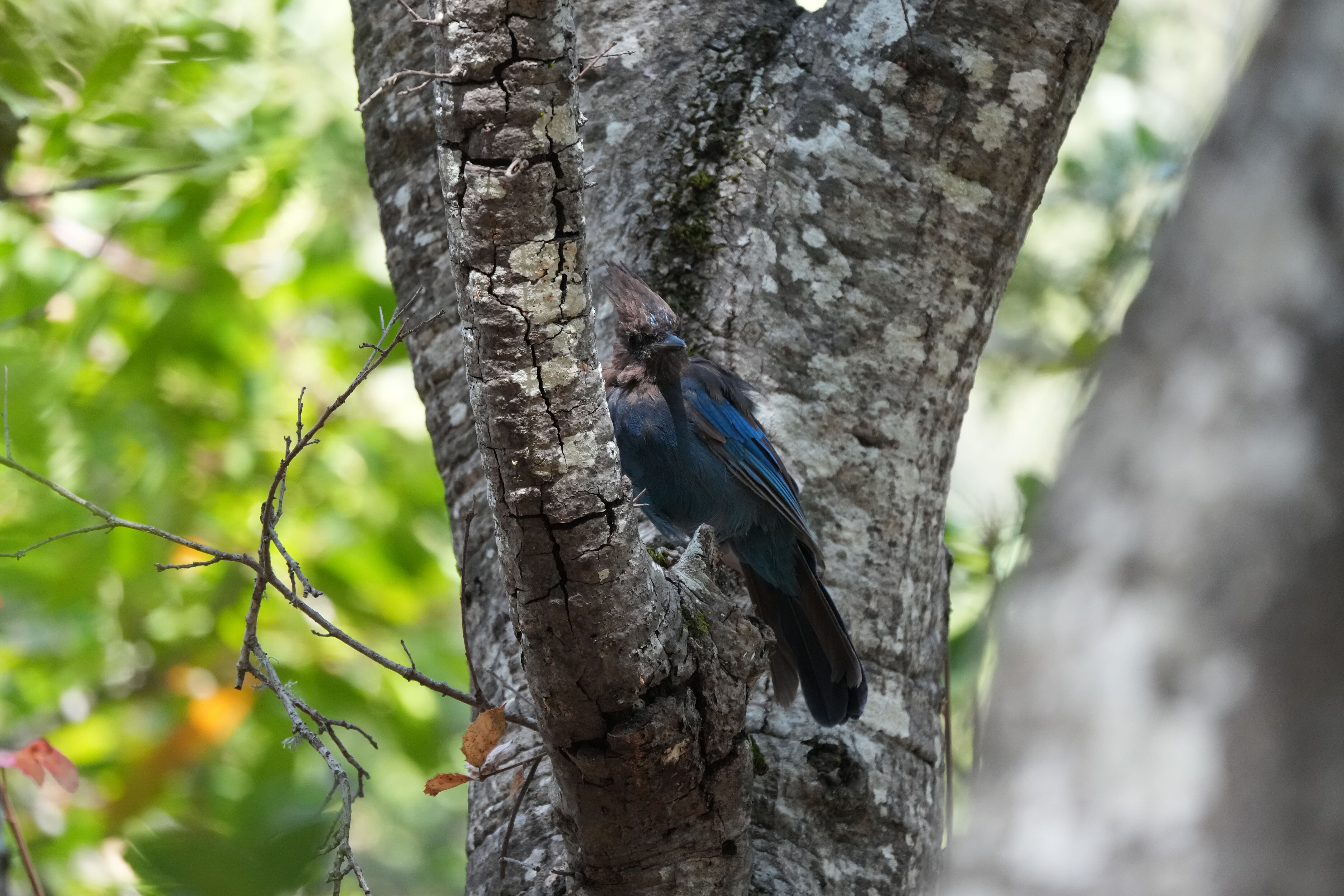 Steller’s Jay