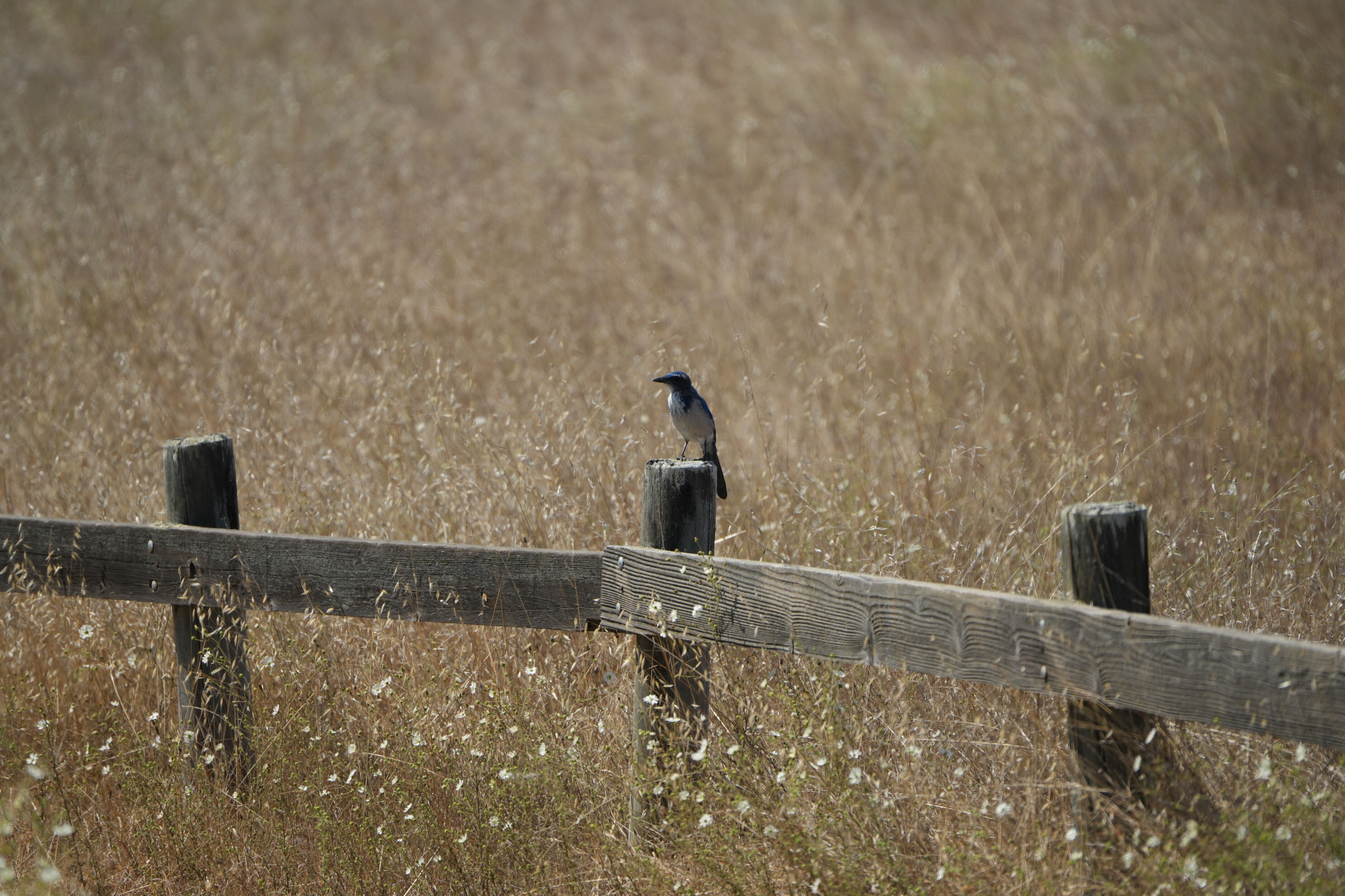 Edgewood Park Natural Preserve