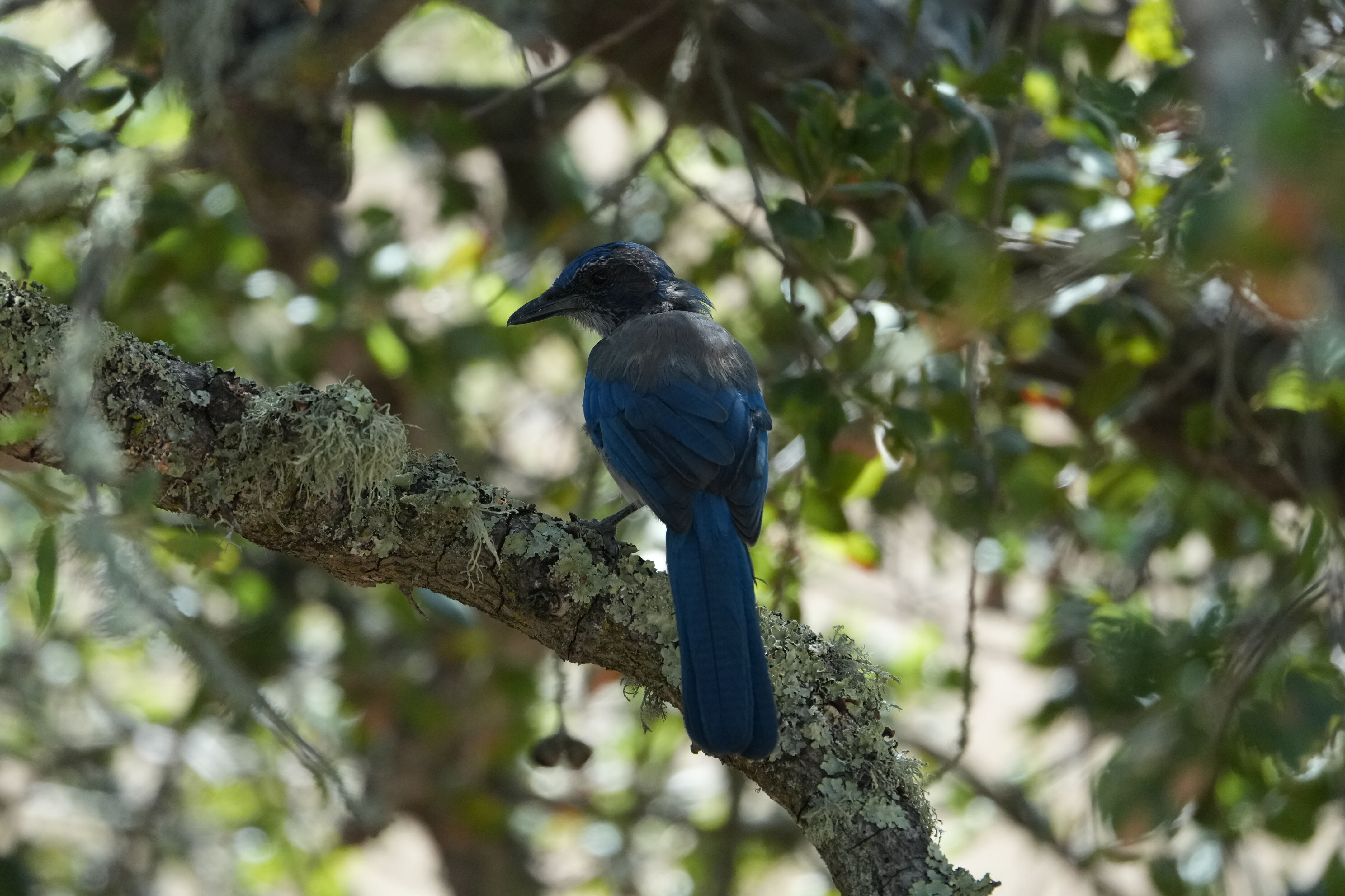 California Scrub-Jay