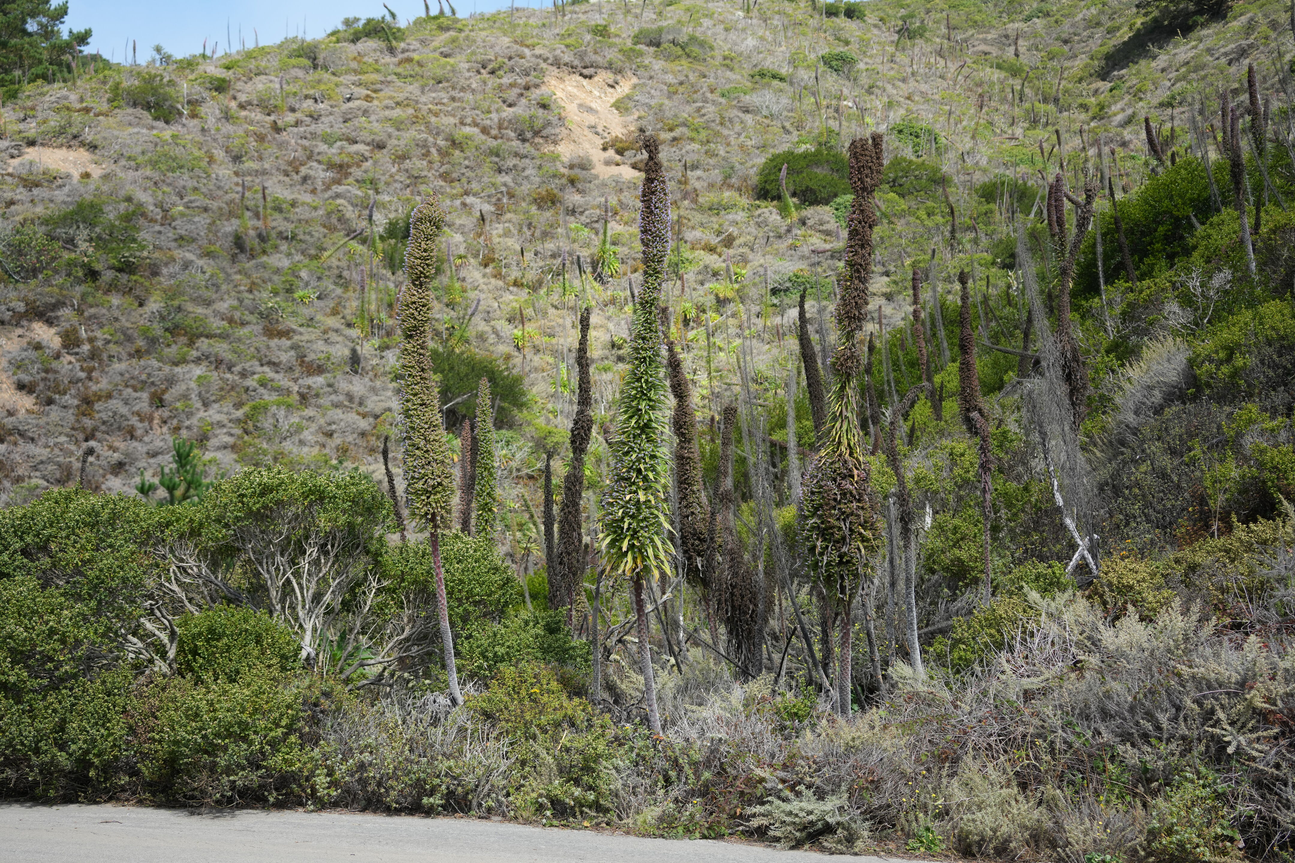 Devil’s Slide Trail