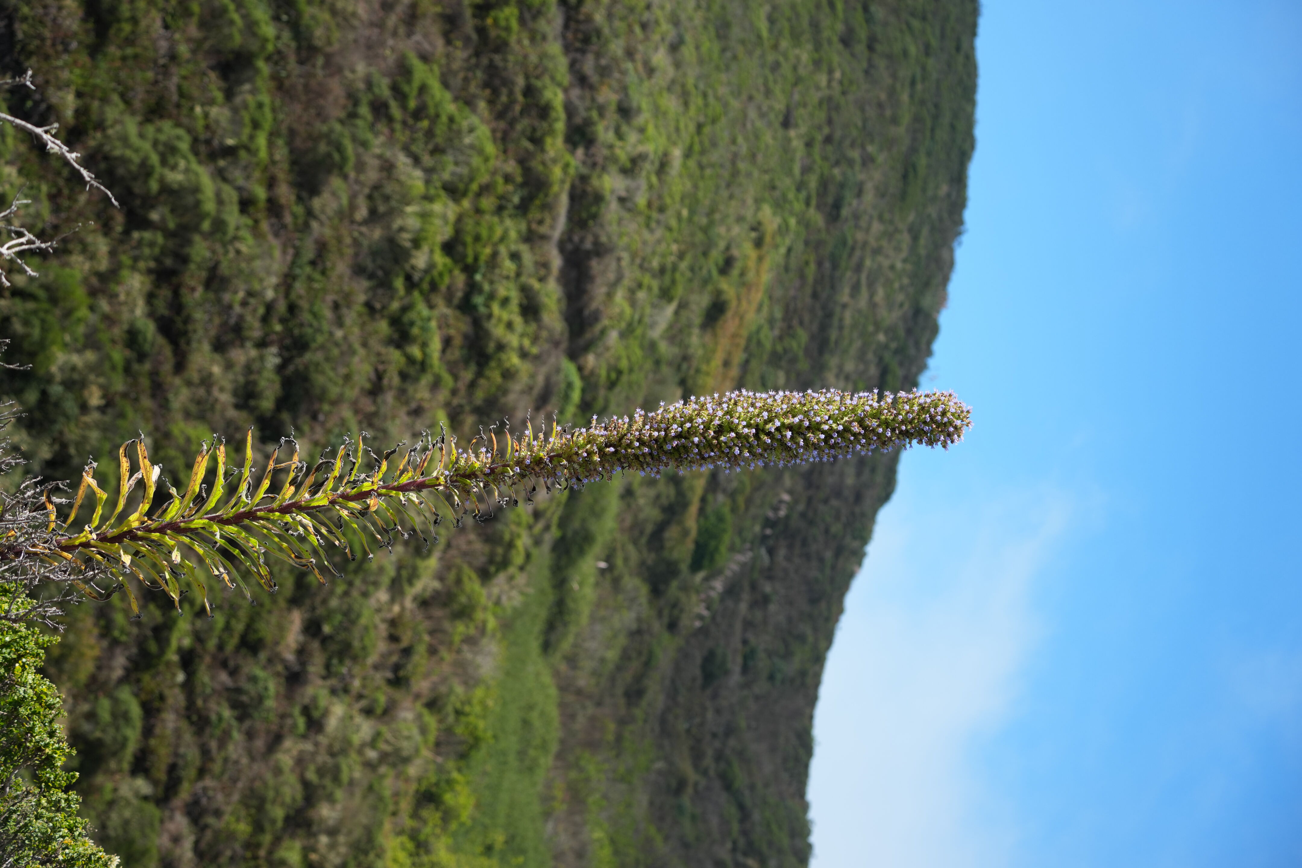 Devil’s Slide Trail