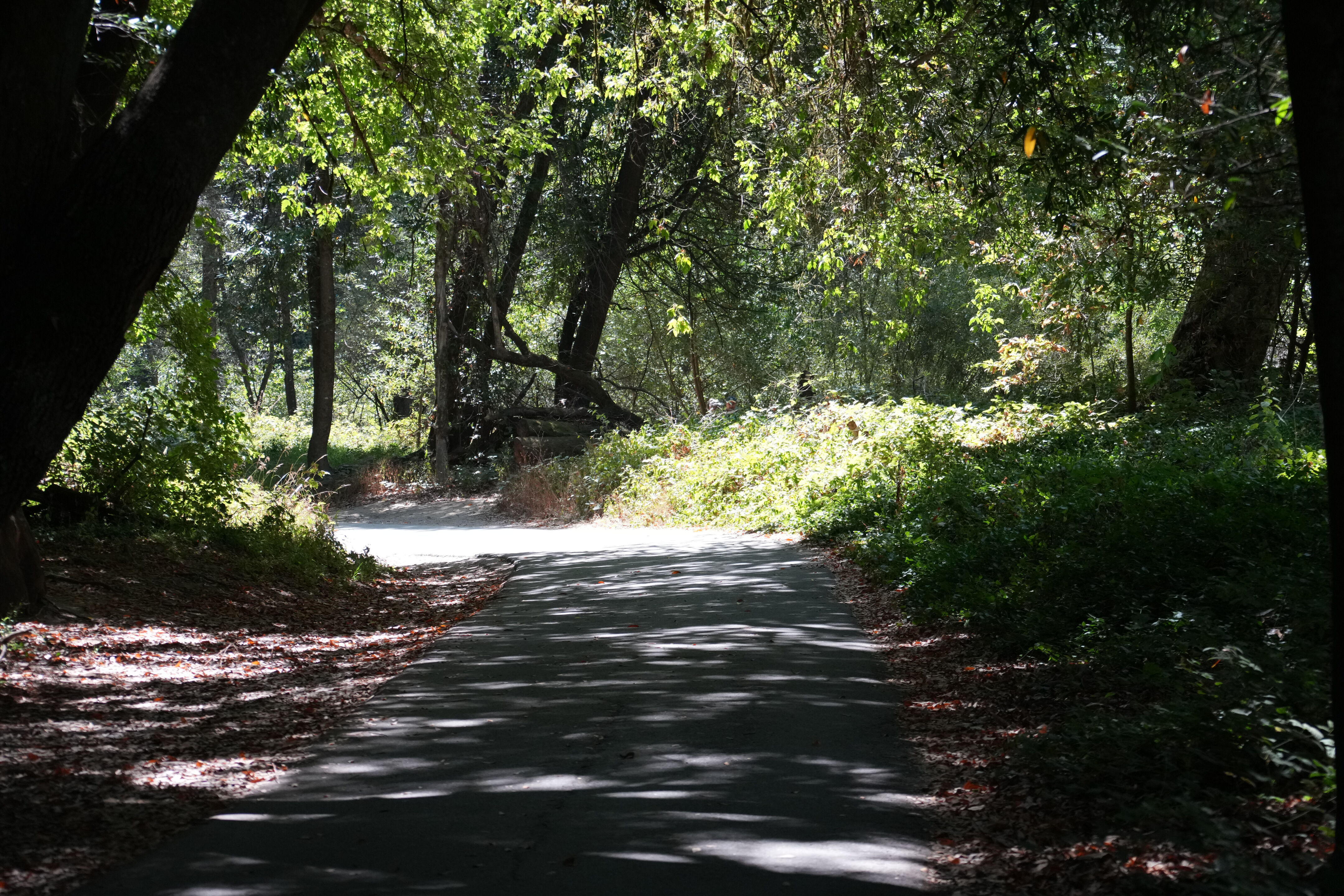 Henry Cowell Redwoods State Park