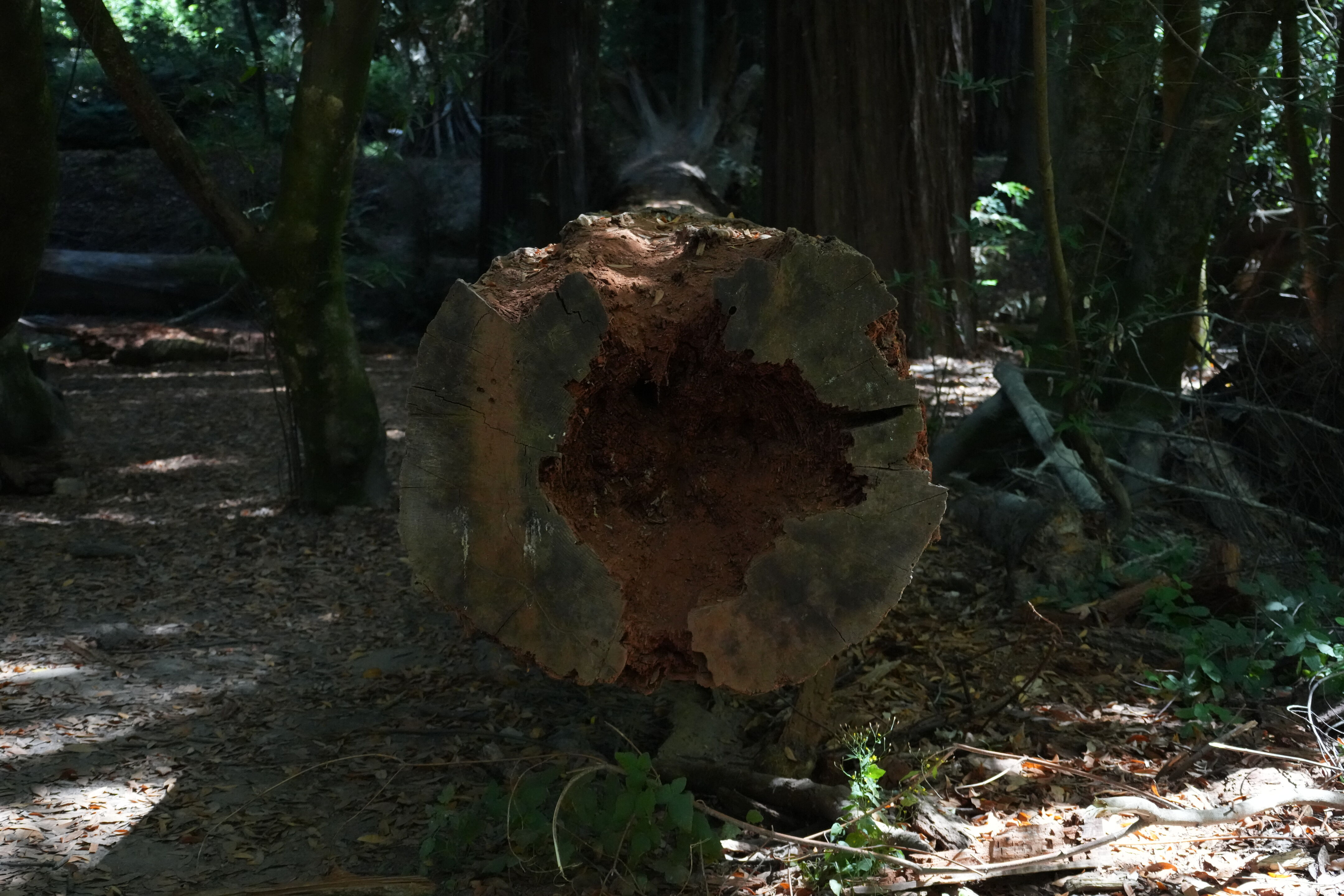 Henry Cowell Redwoods State Park