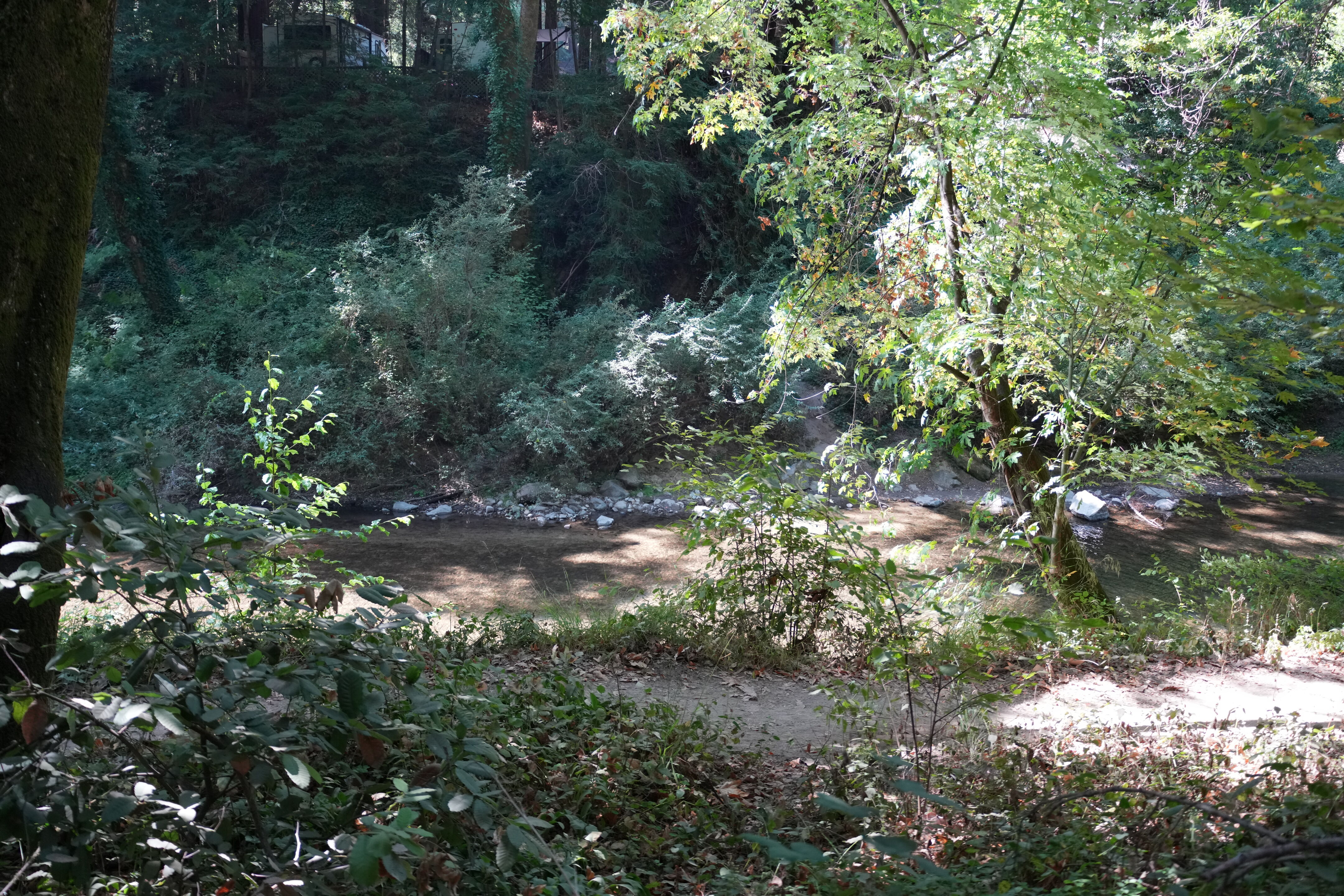 Henry Cowell Redwoods State Park