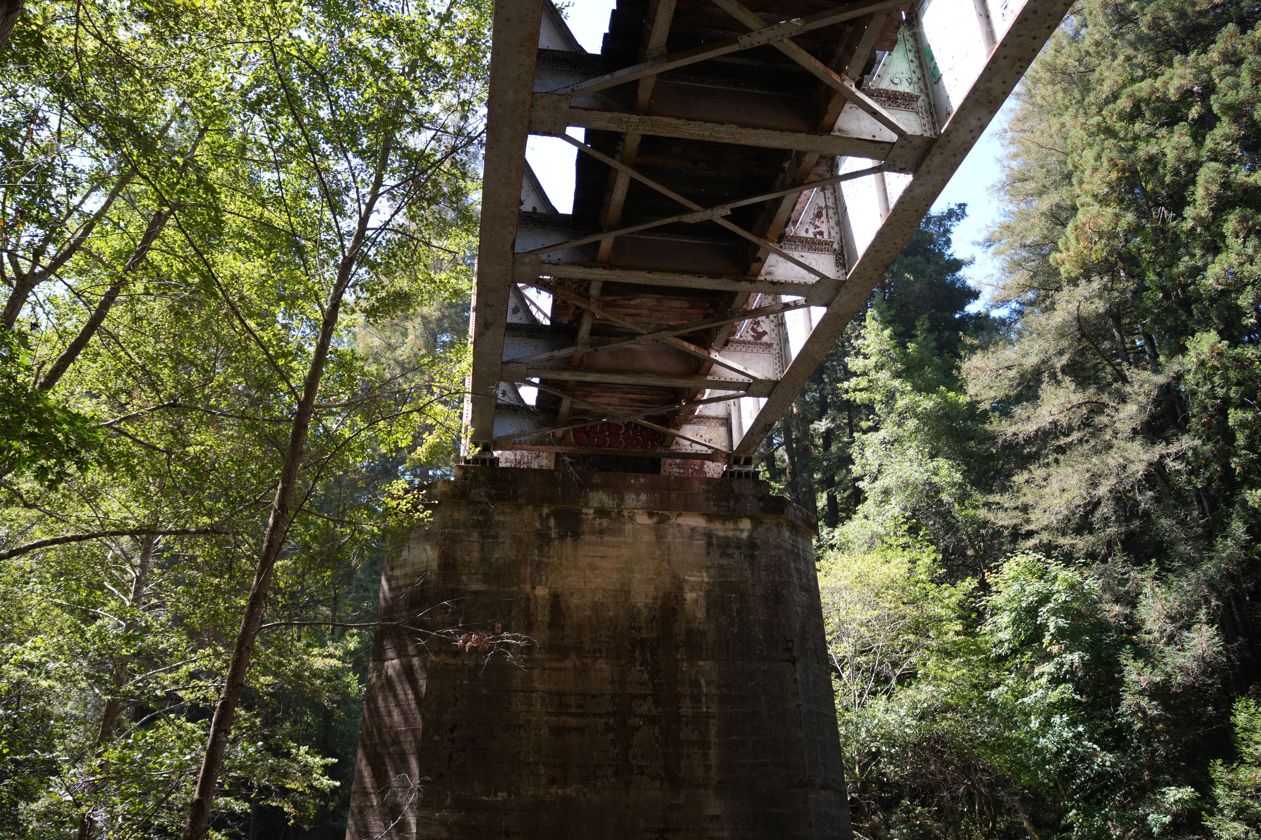 Henry Cowell Redwoods State Park