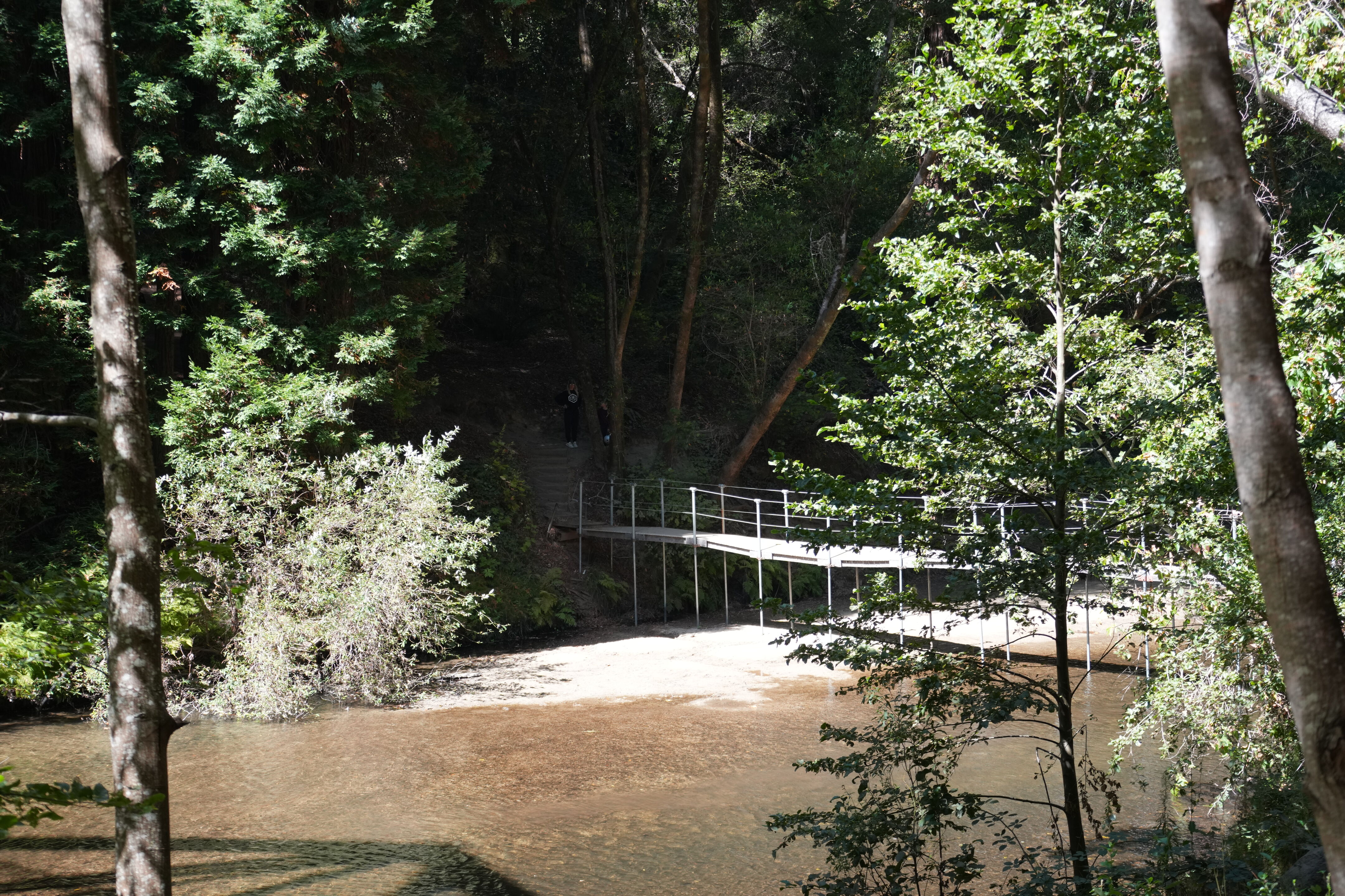 Henry Cowell Redwoods State Park