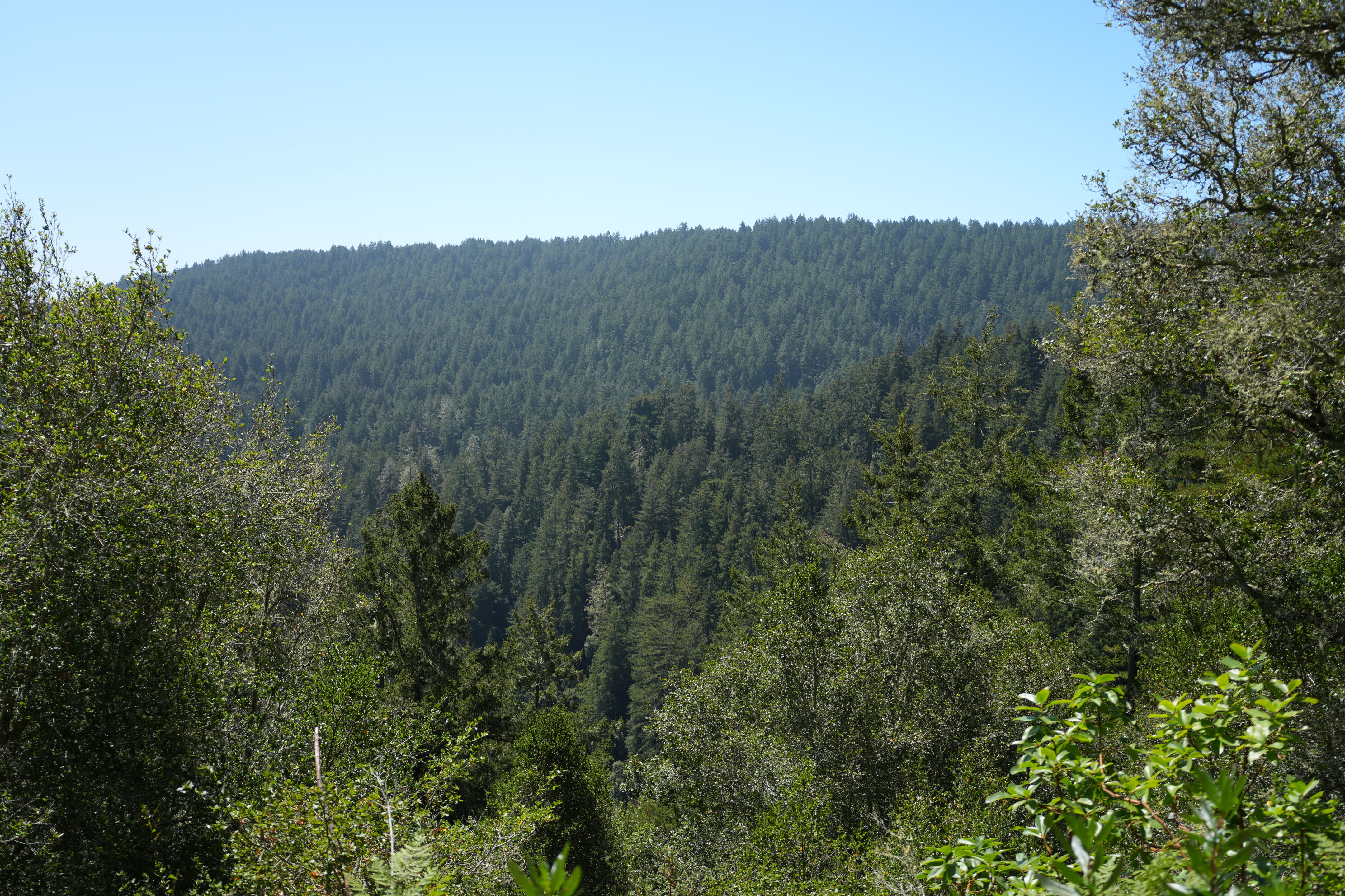 Henry Cowell Redwoods State Park