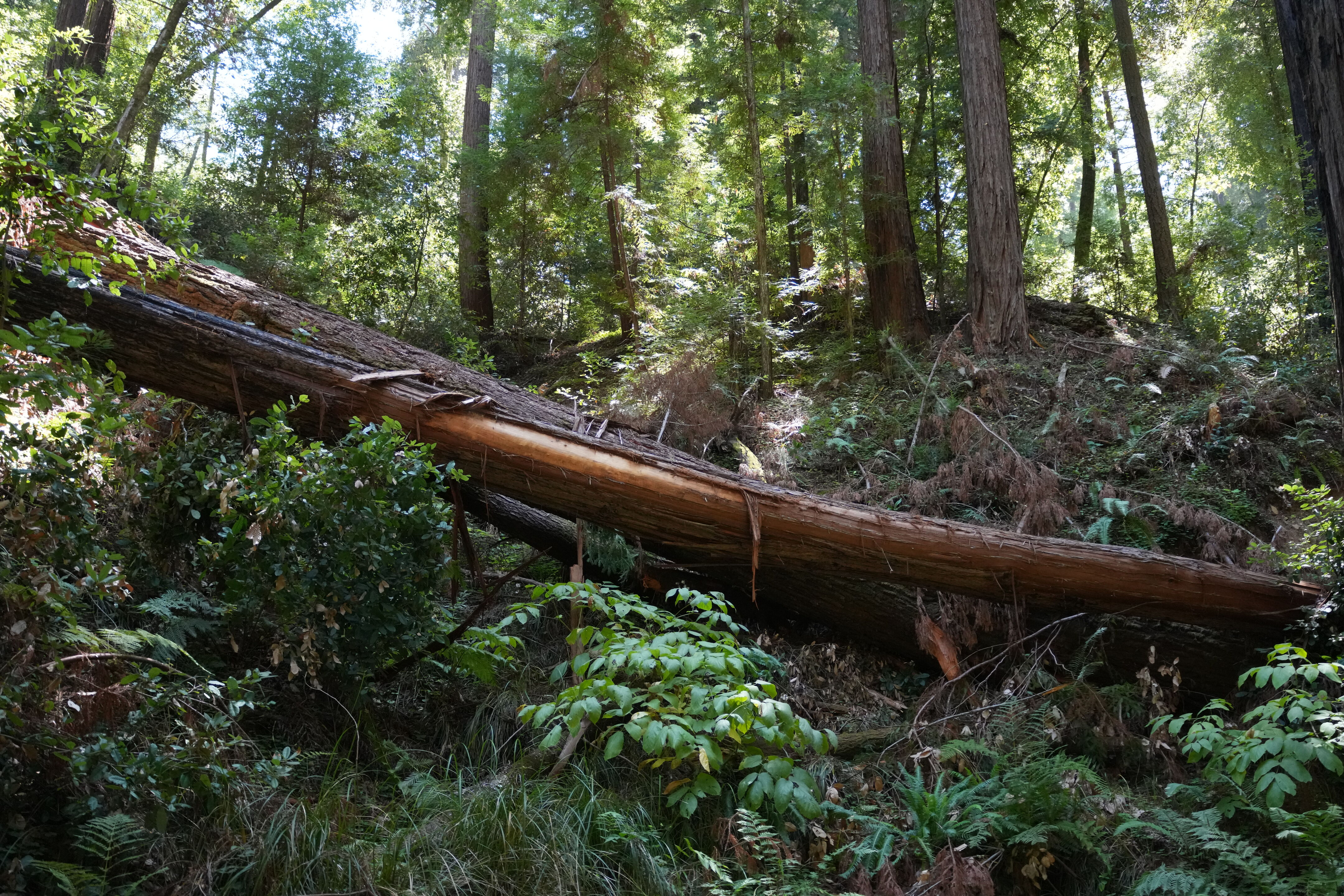 Henry Cowell Redwoods State Park