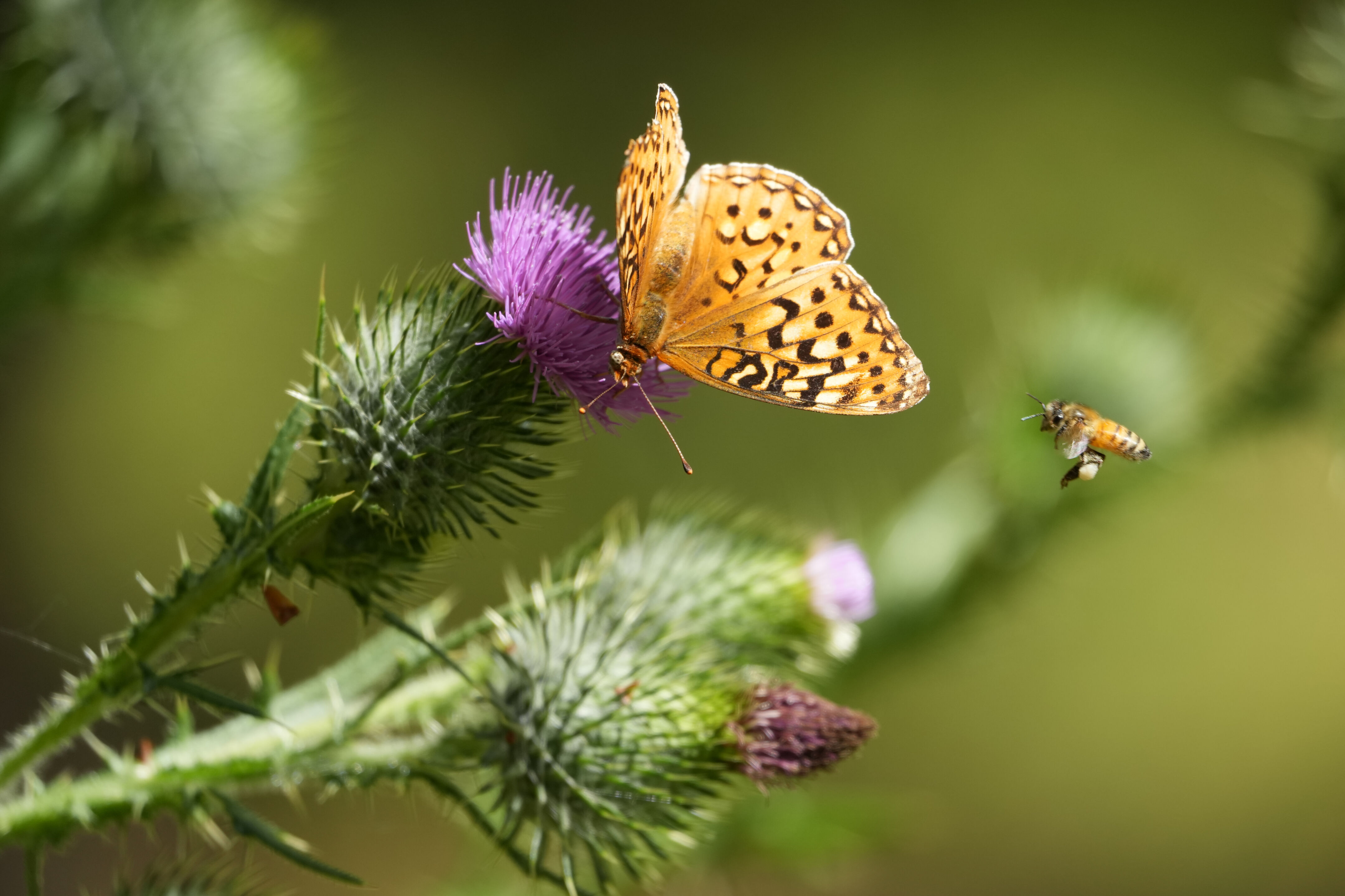 Great Spangled Fritillary and Honey Bee