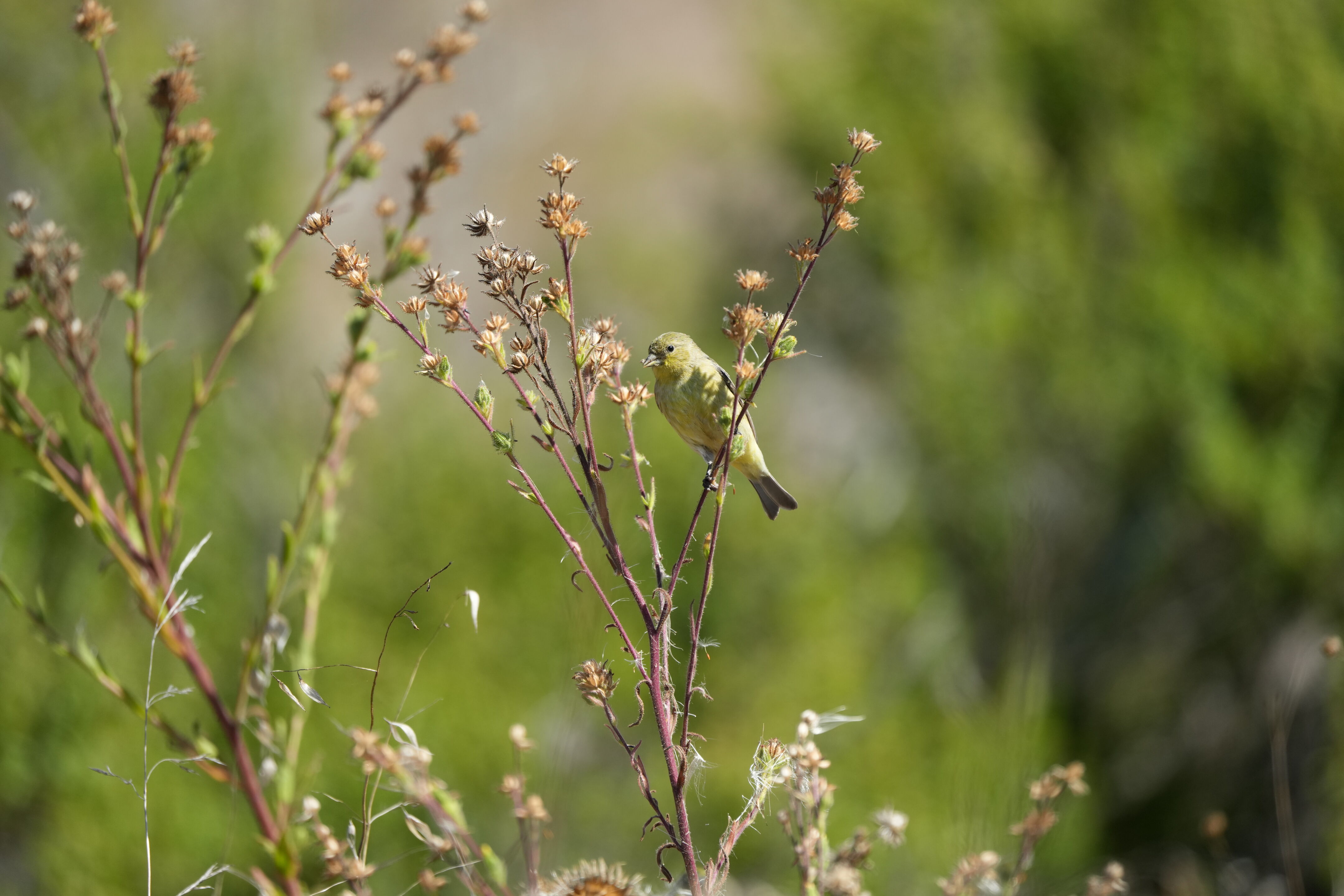 Lesser Goldfinch