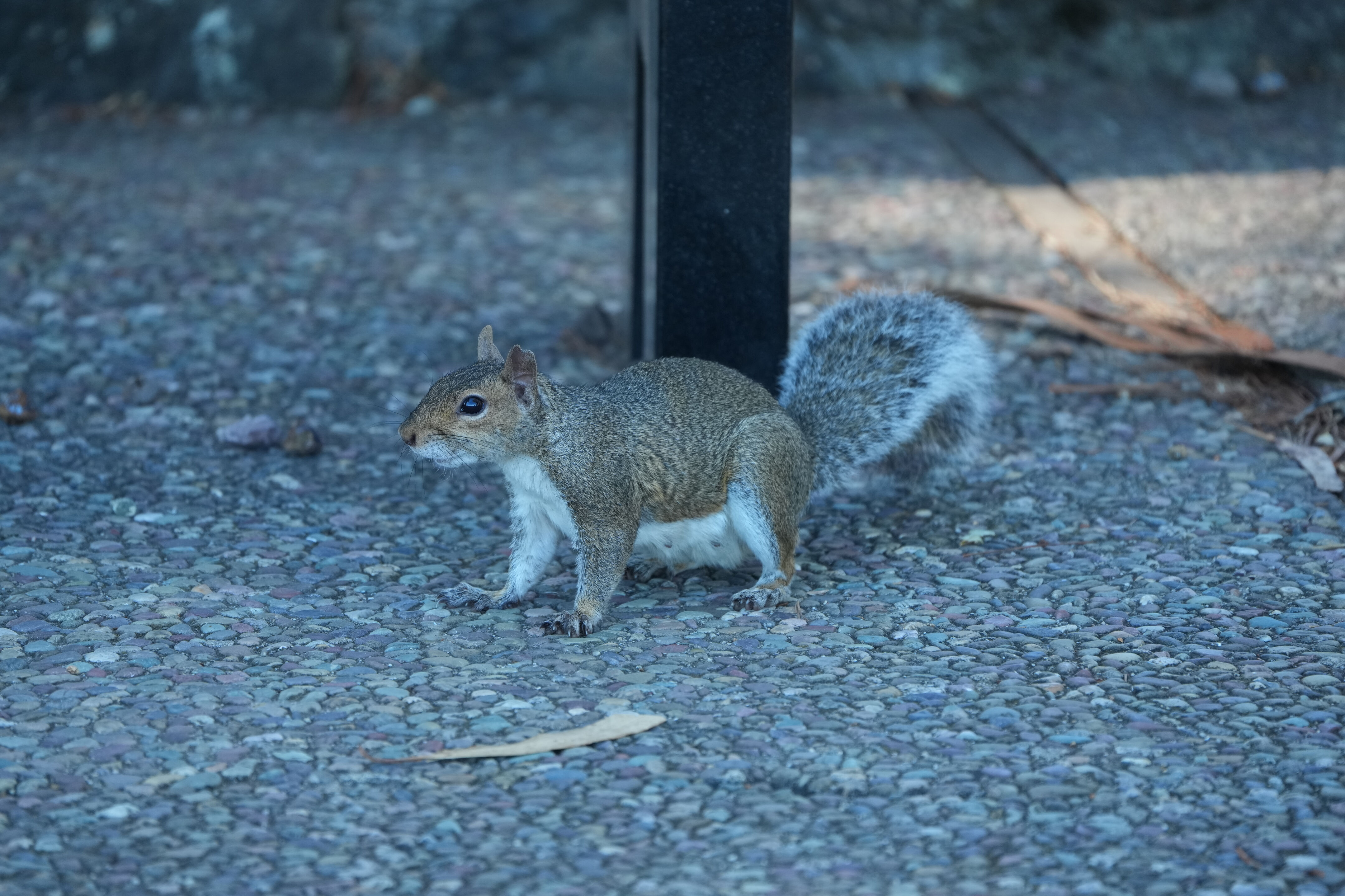 Coyote Point Recreation Area