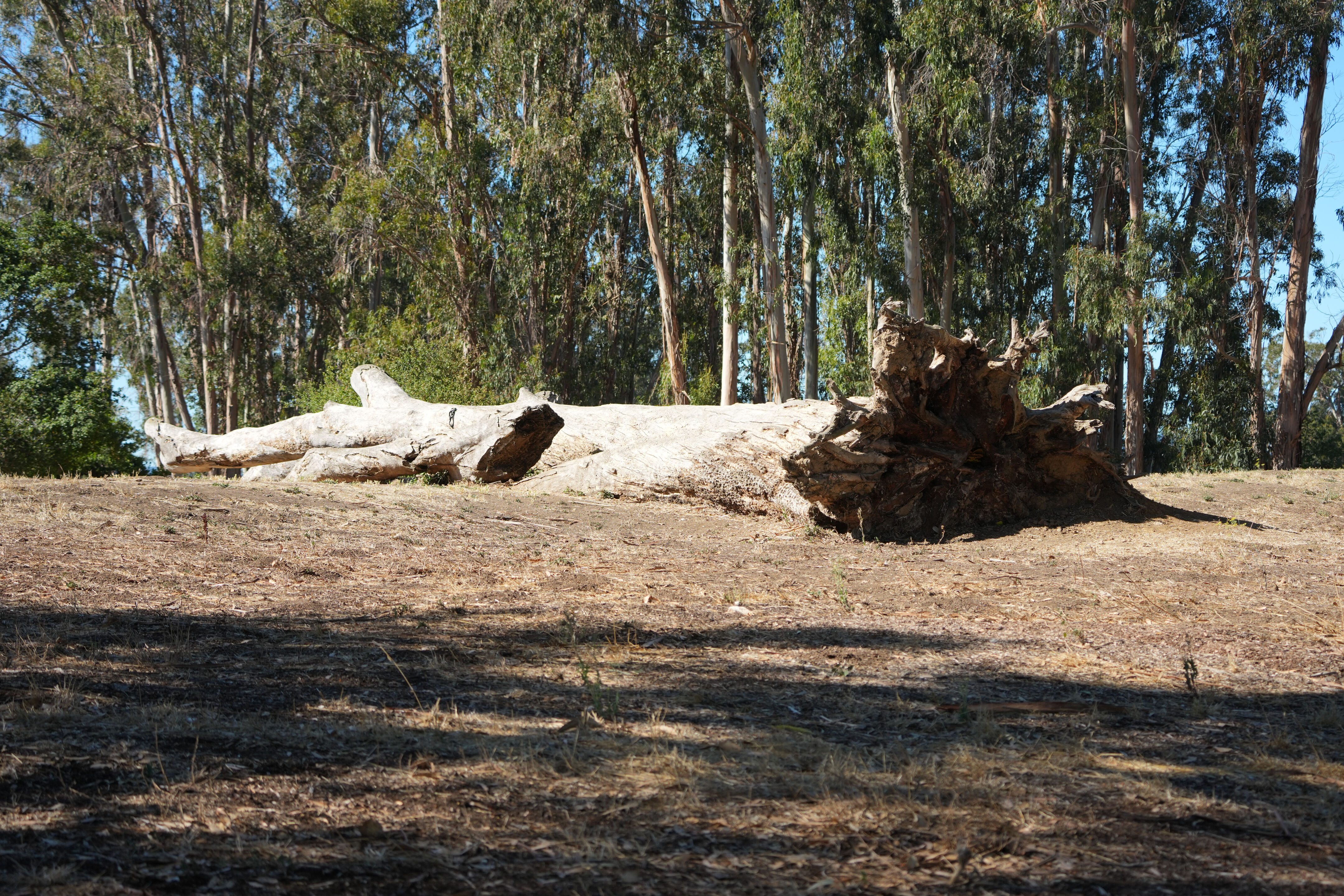 Coyote Point Recreation Area