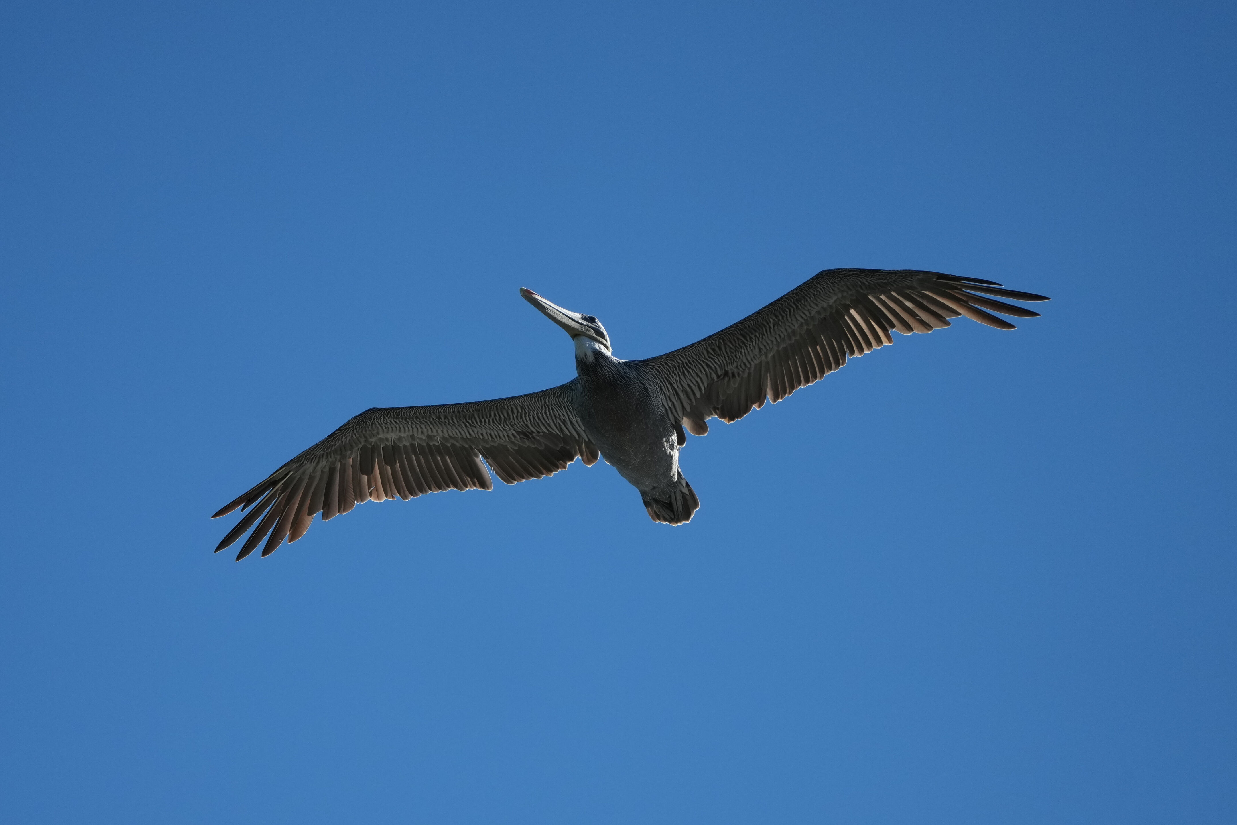 Coyote Point Recreation Area