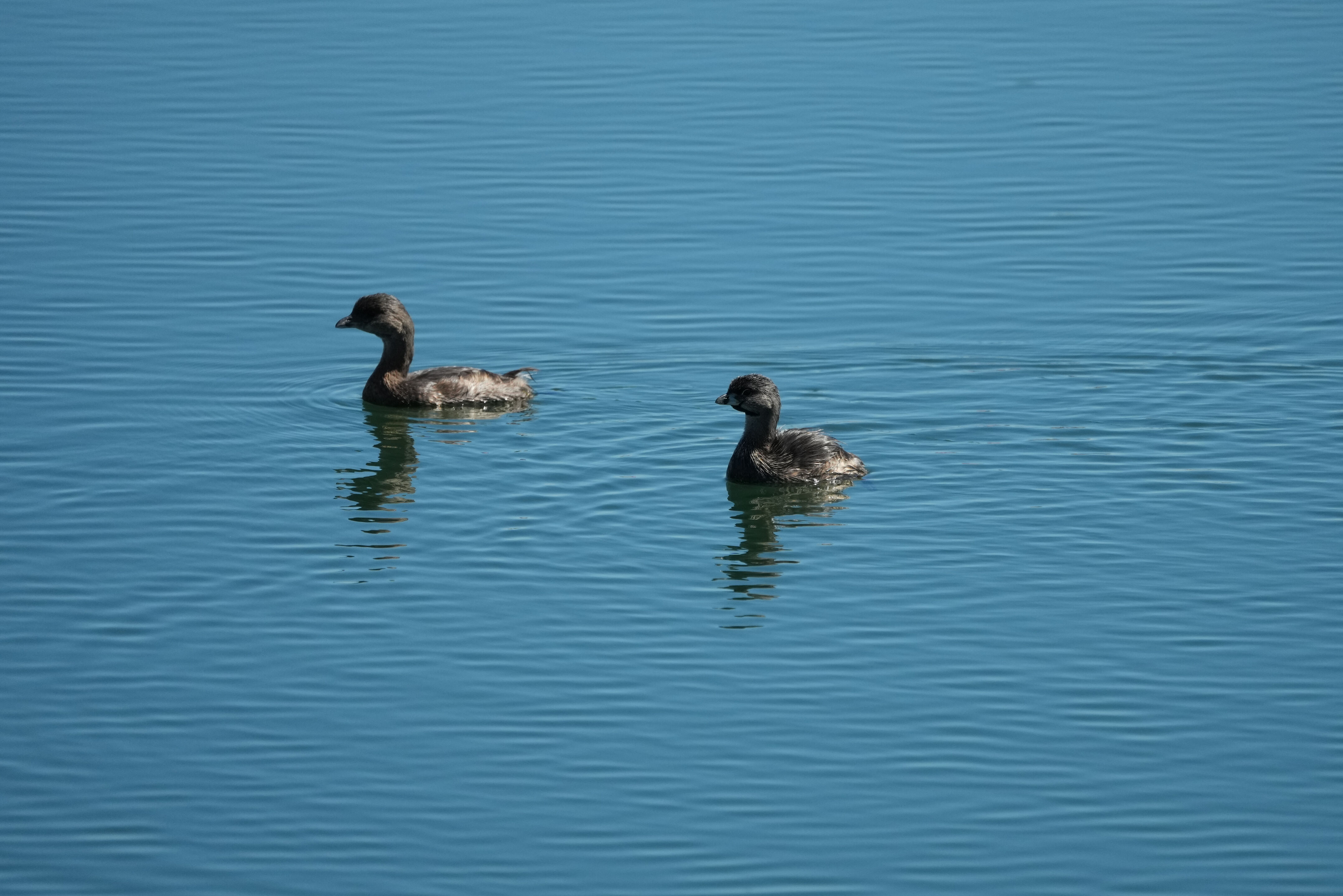 Coyote Point Recreation Area