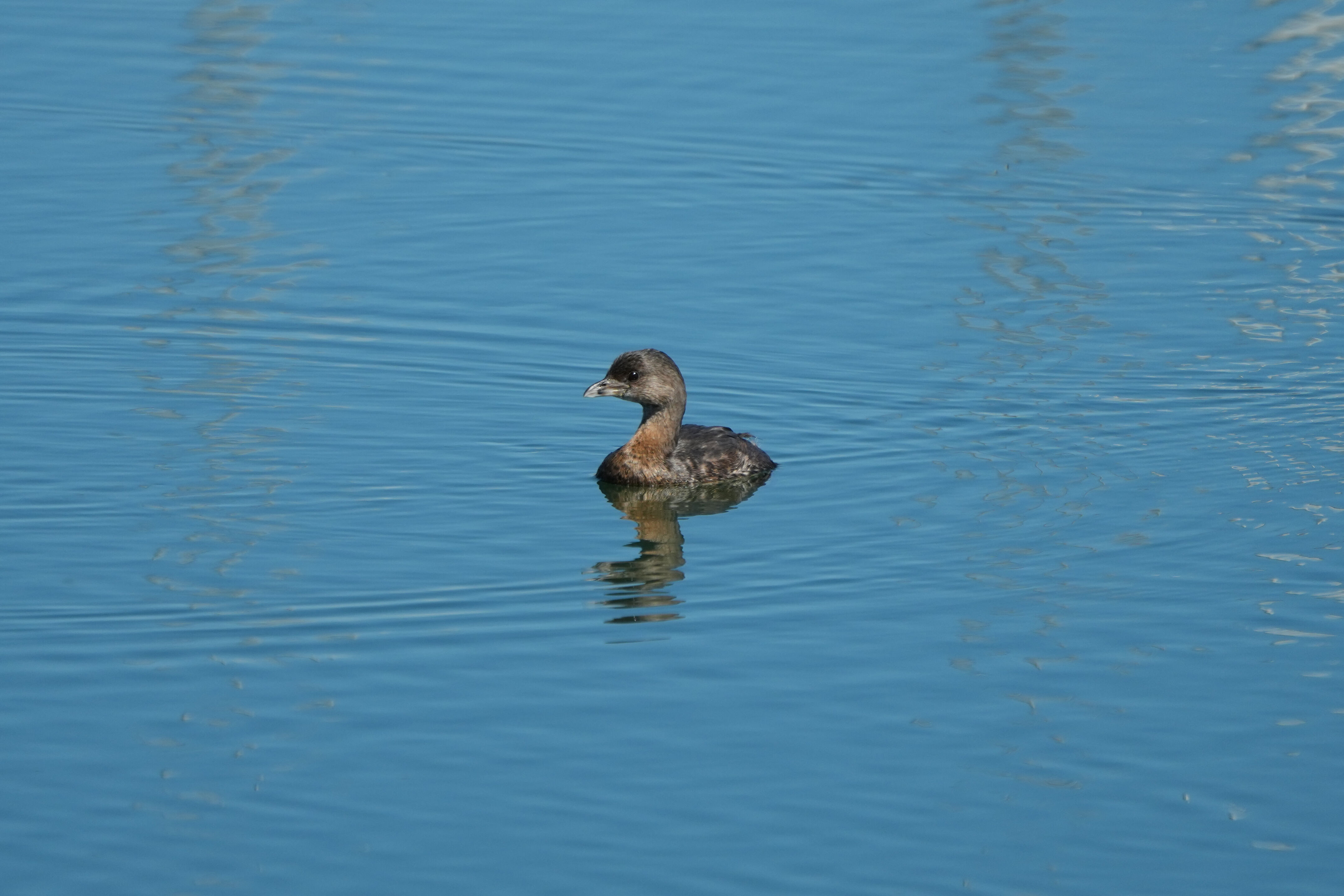 Coyote Point Recreation Area