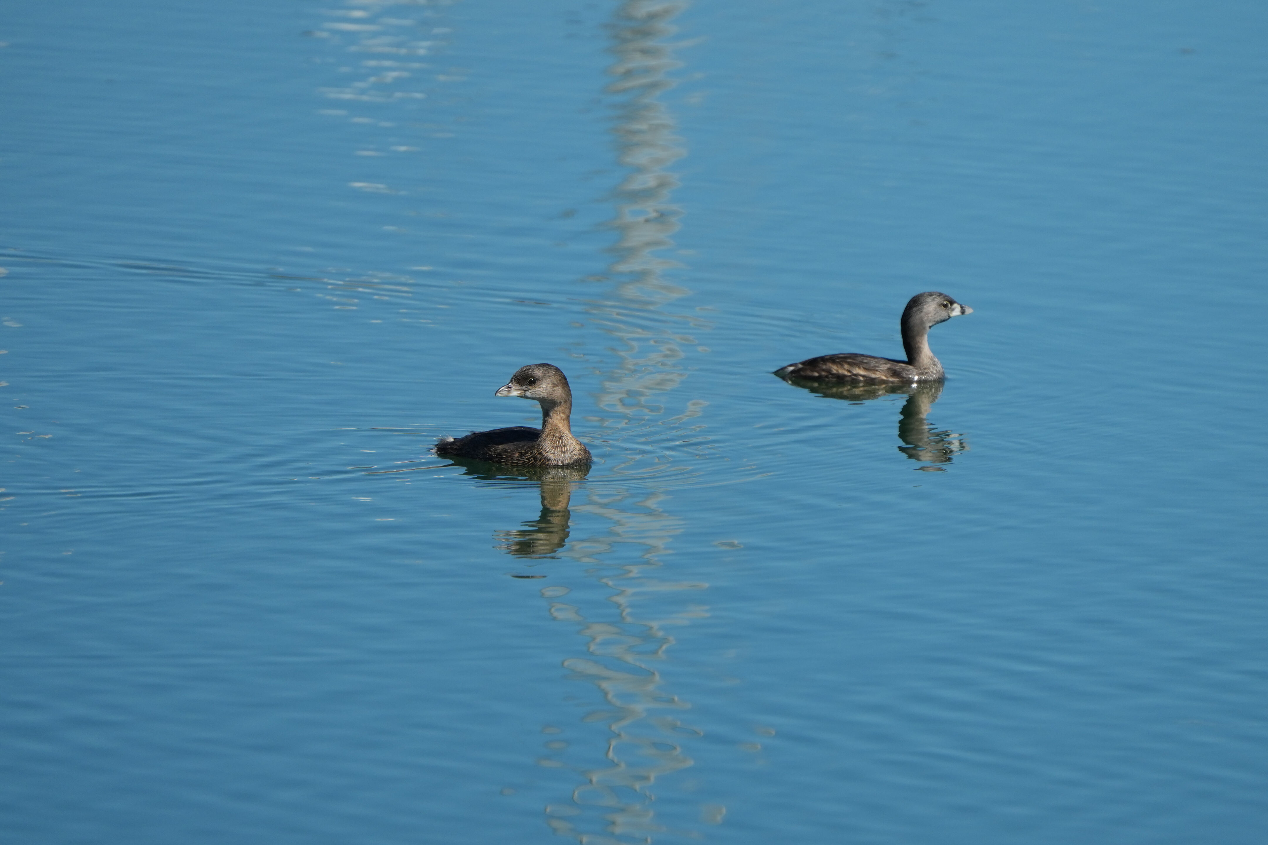 Coyote Point Recreation Area