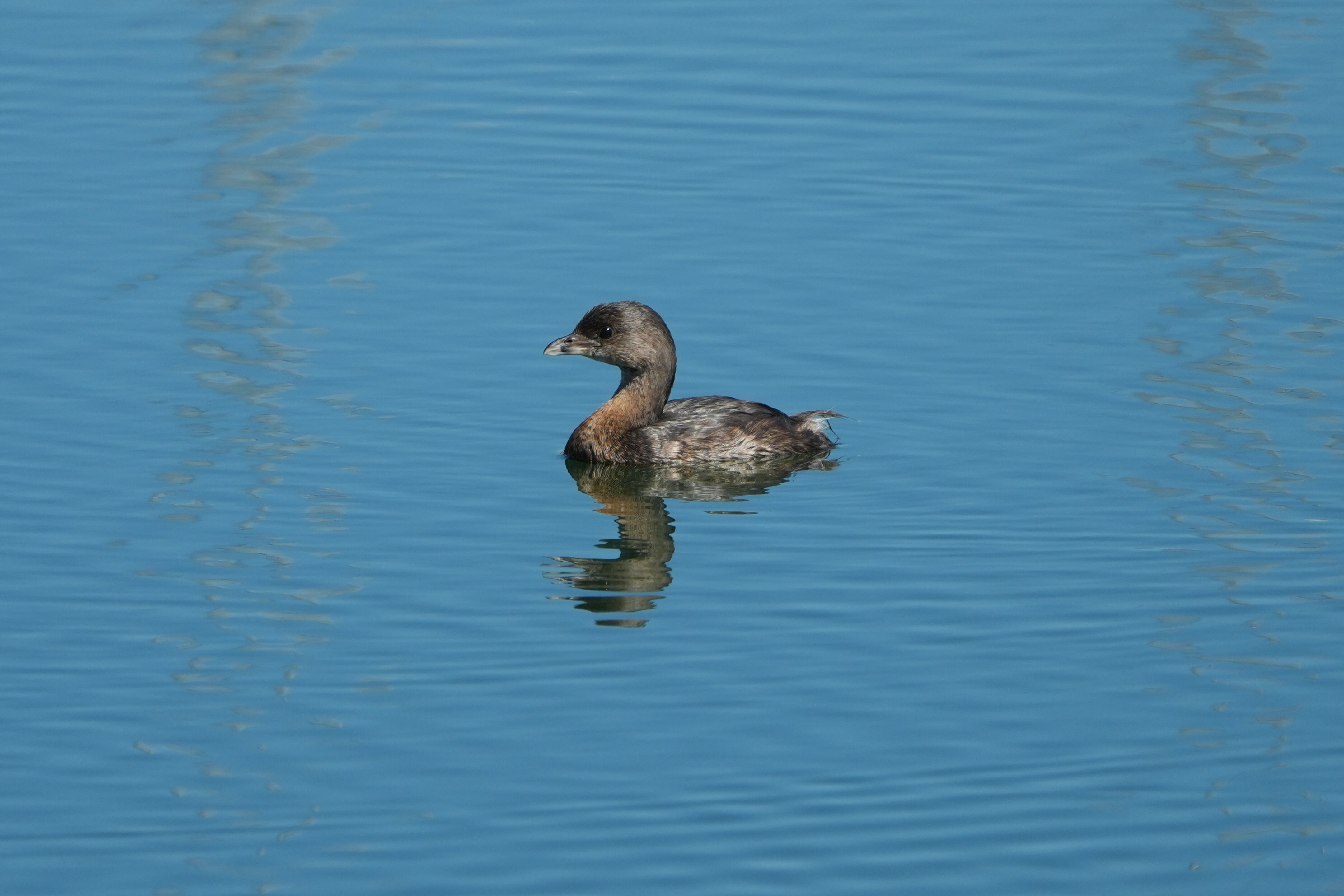 Coyote Point Recreation Area