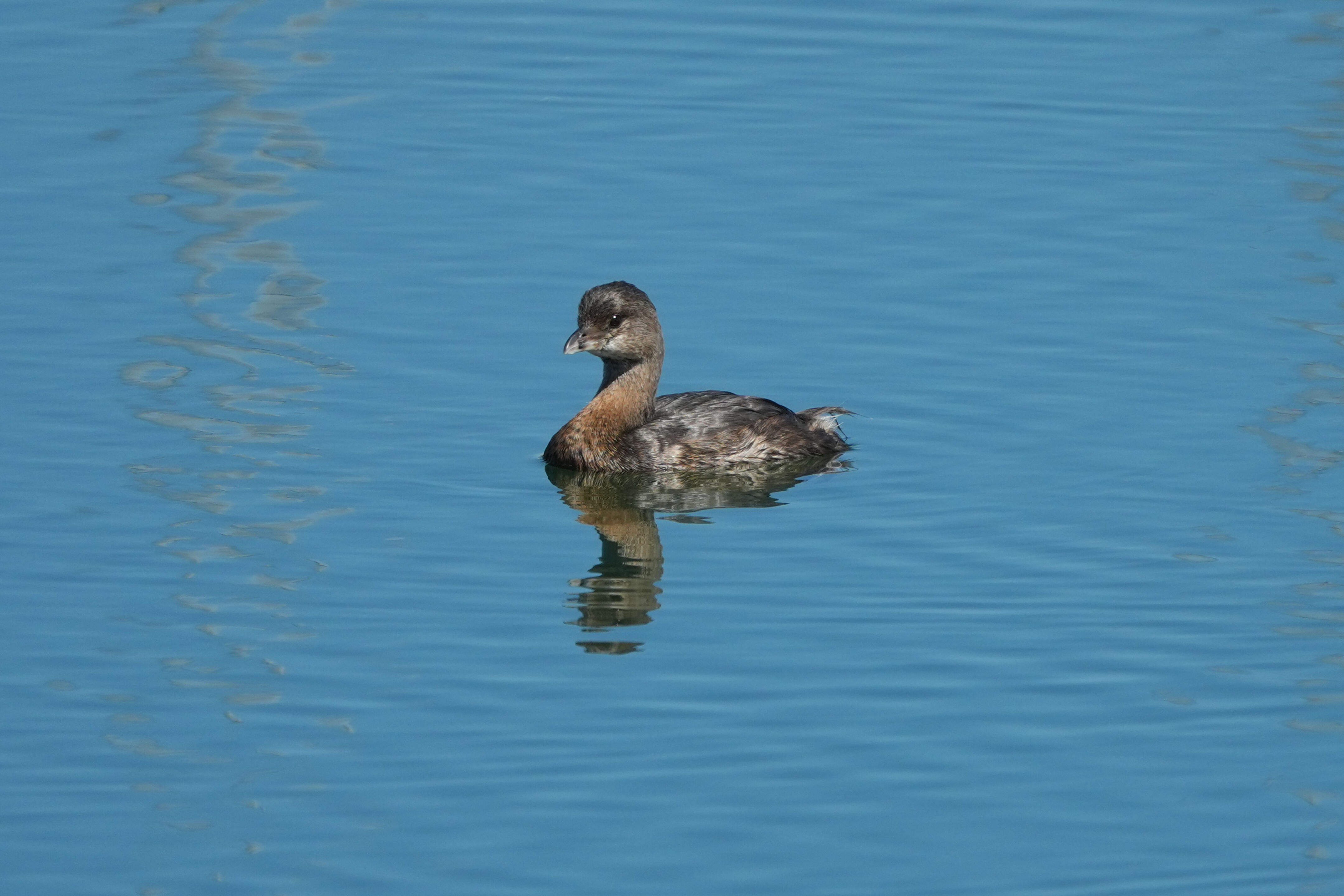 Coyote Point Recreation Area