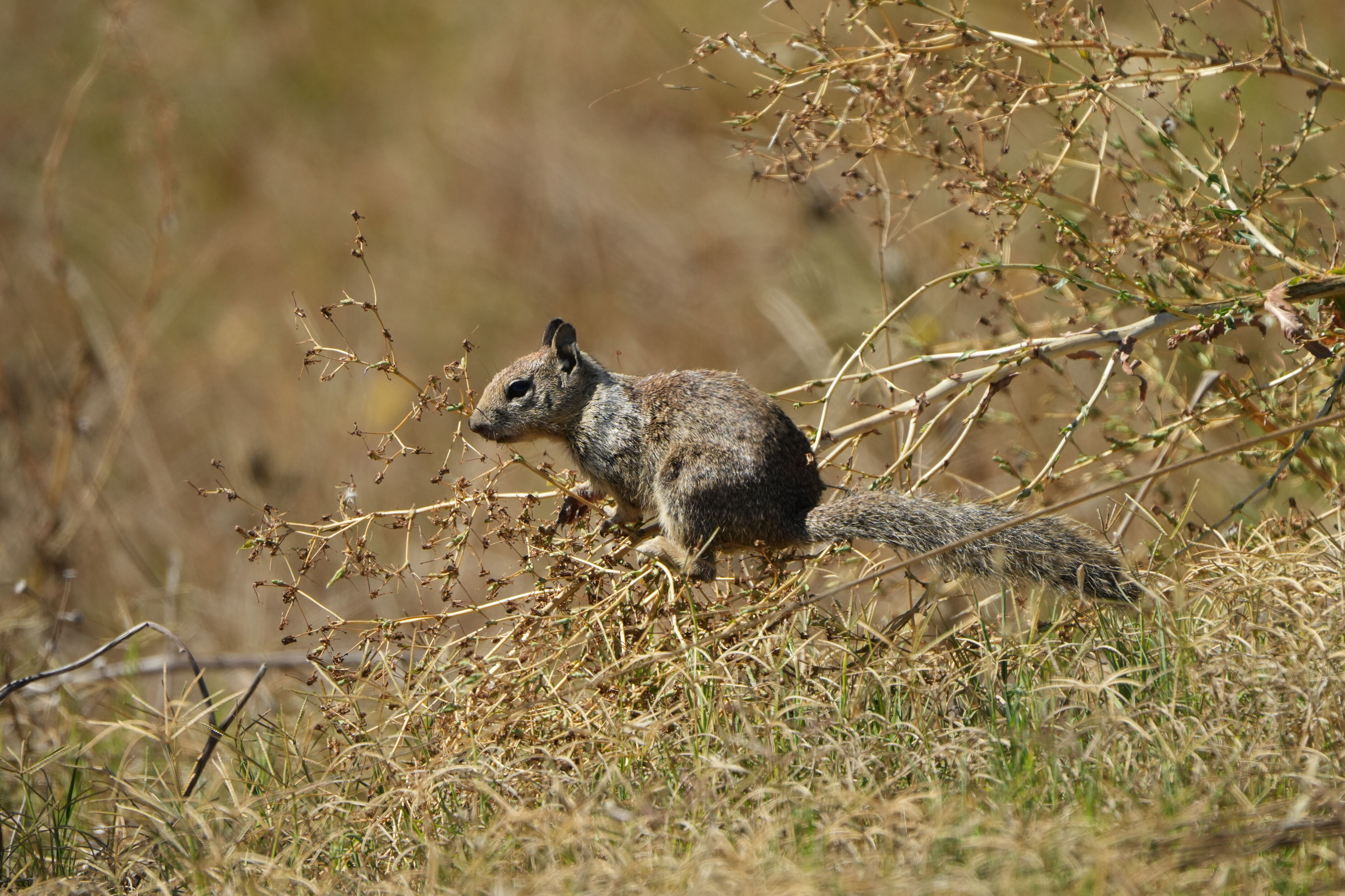 Coyote Point Recreation Area
