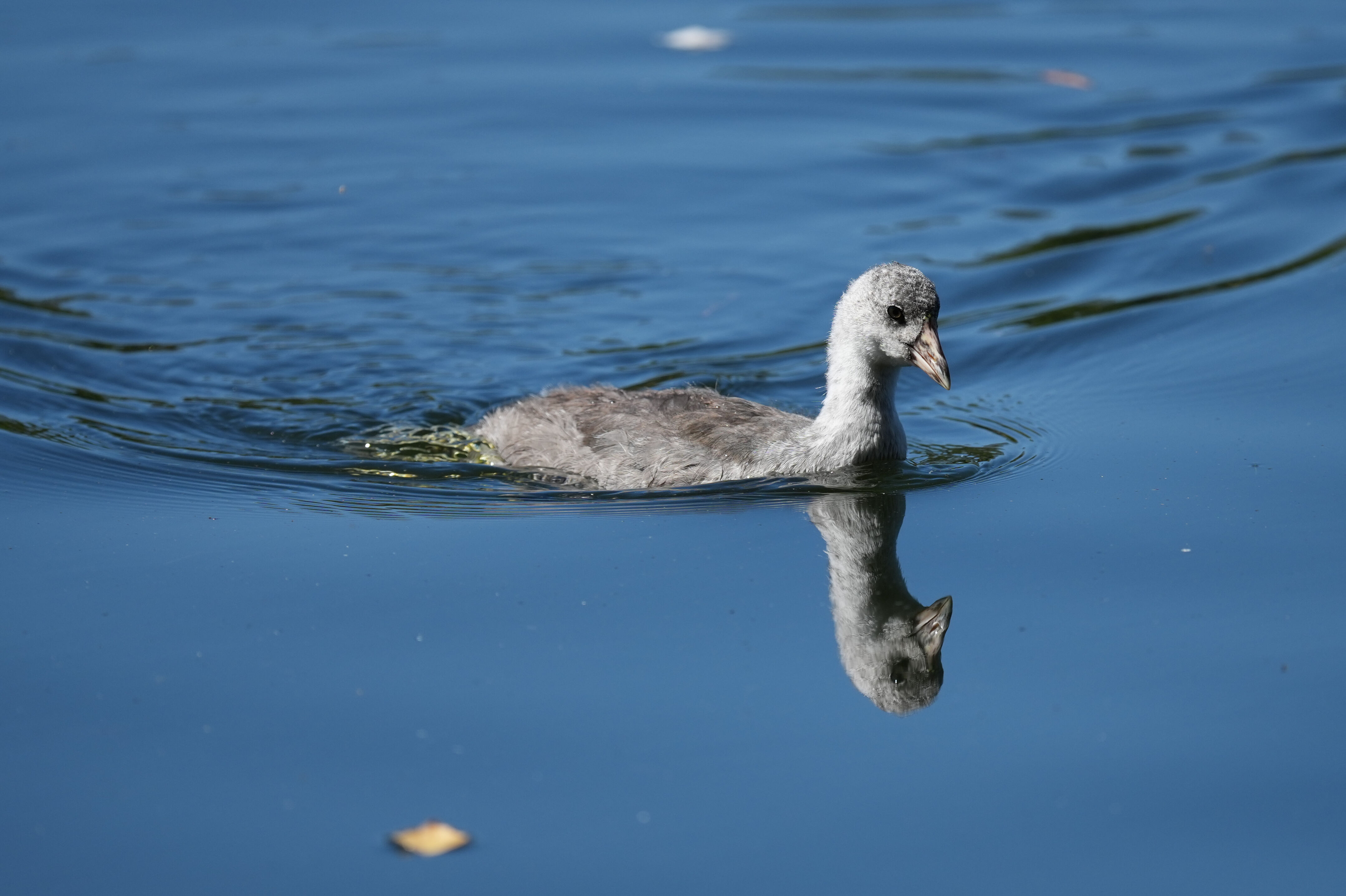 Vasona Lake County Park