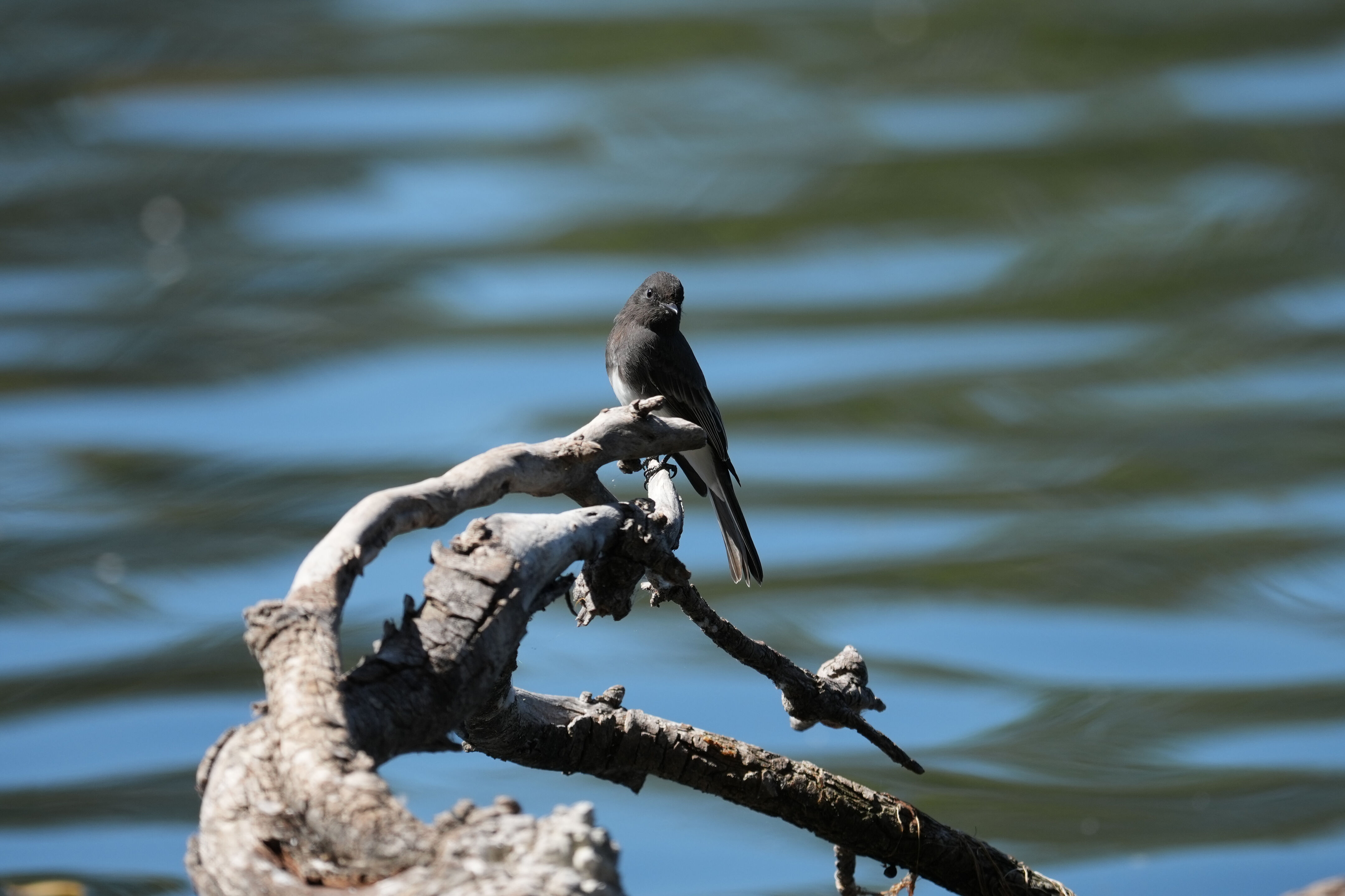 Vasona Lake County Park