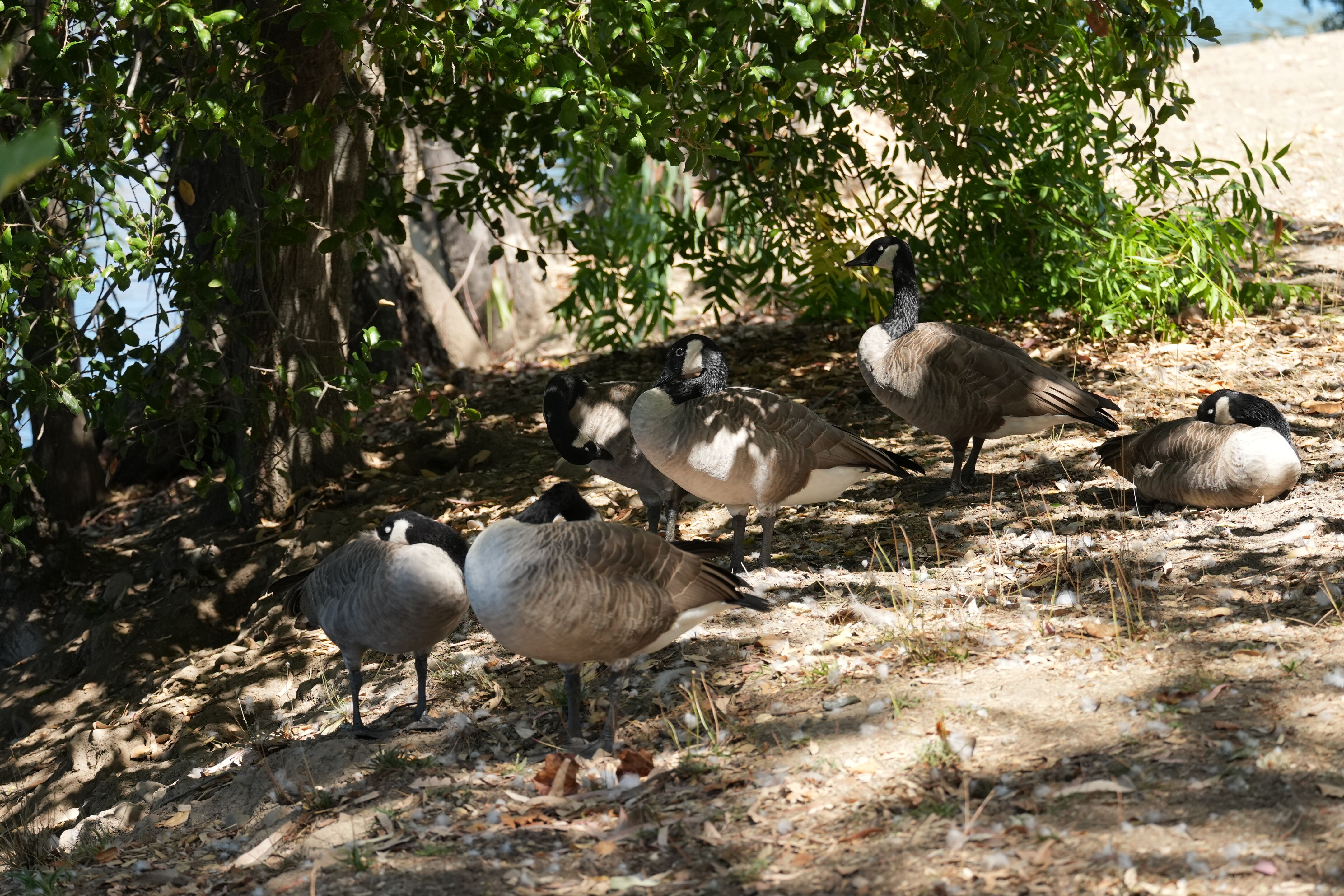 Vasona Lake County Park