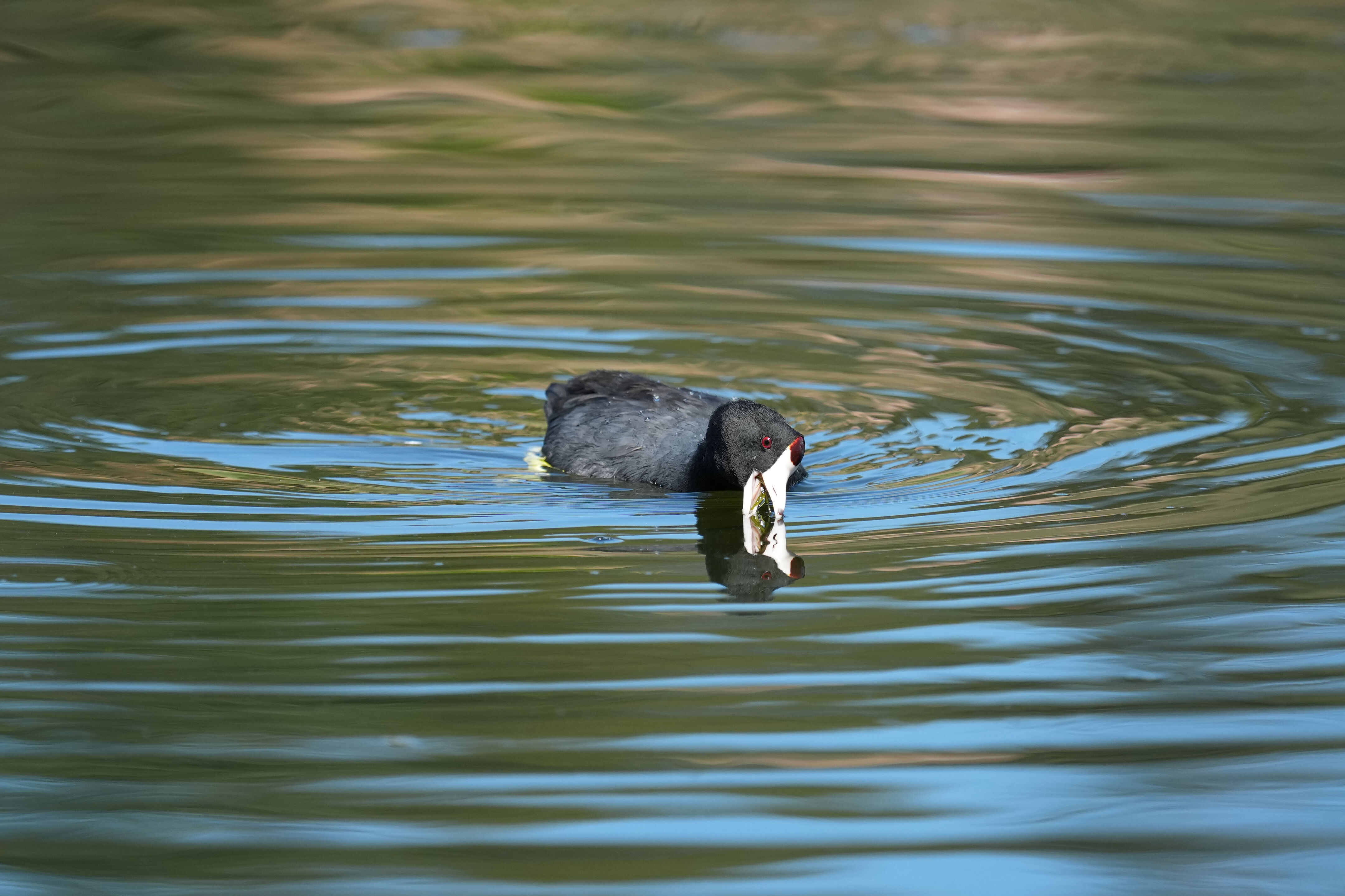 Vasona Lake County Park