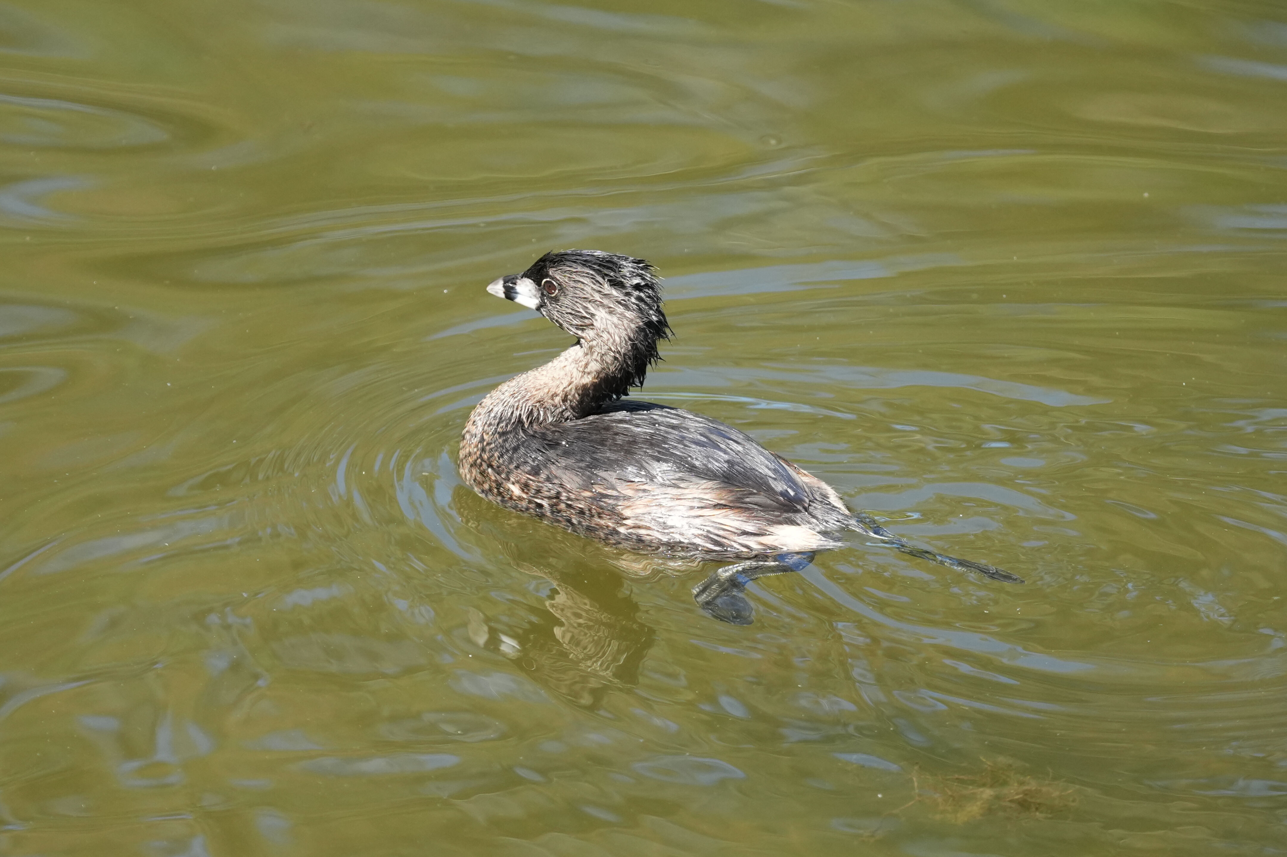 Vasona Lake County Park