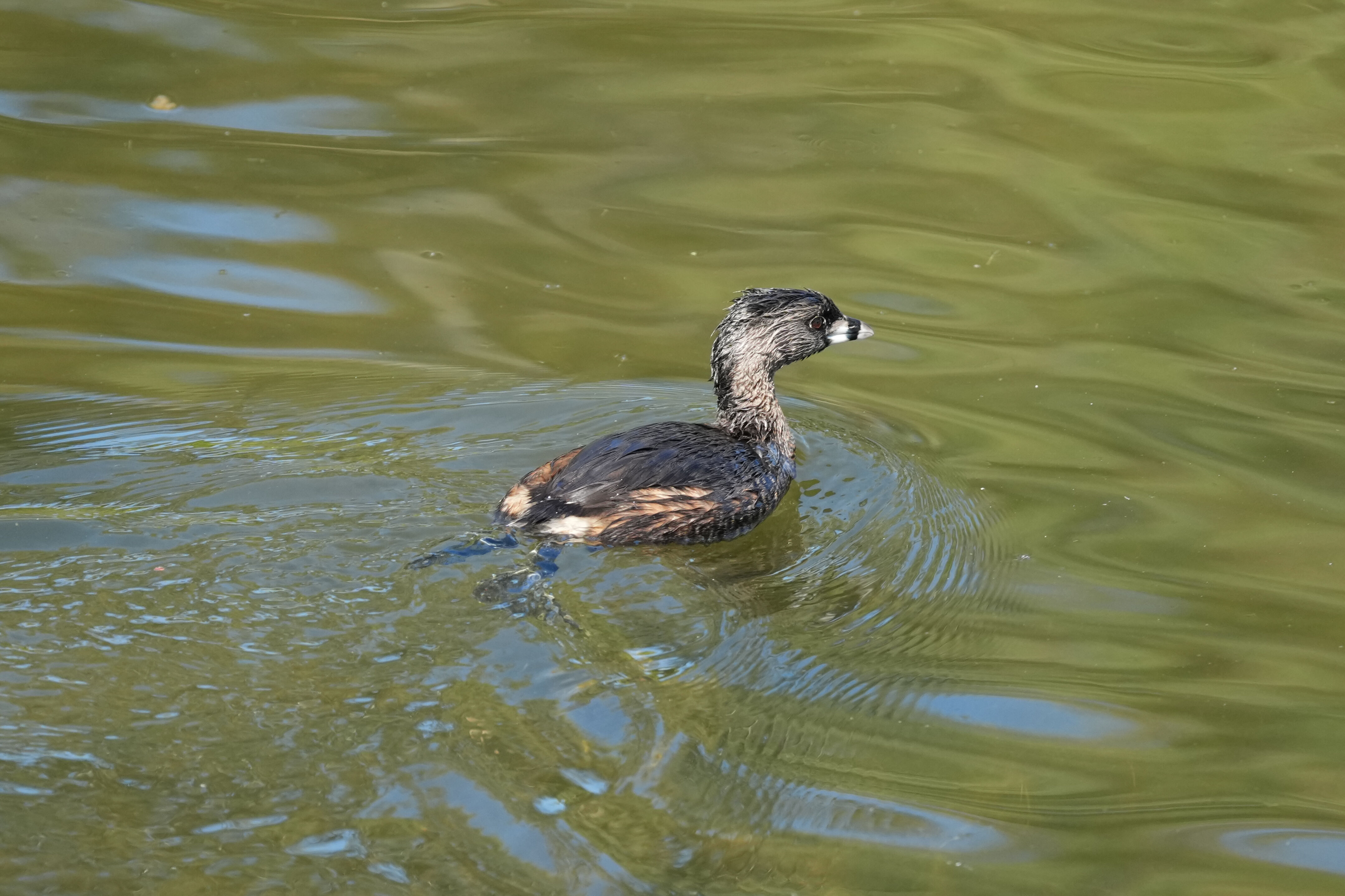 Vasona Lake County Park
