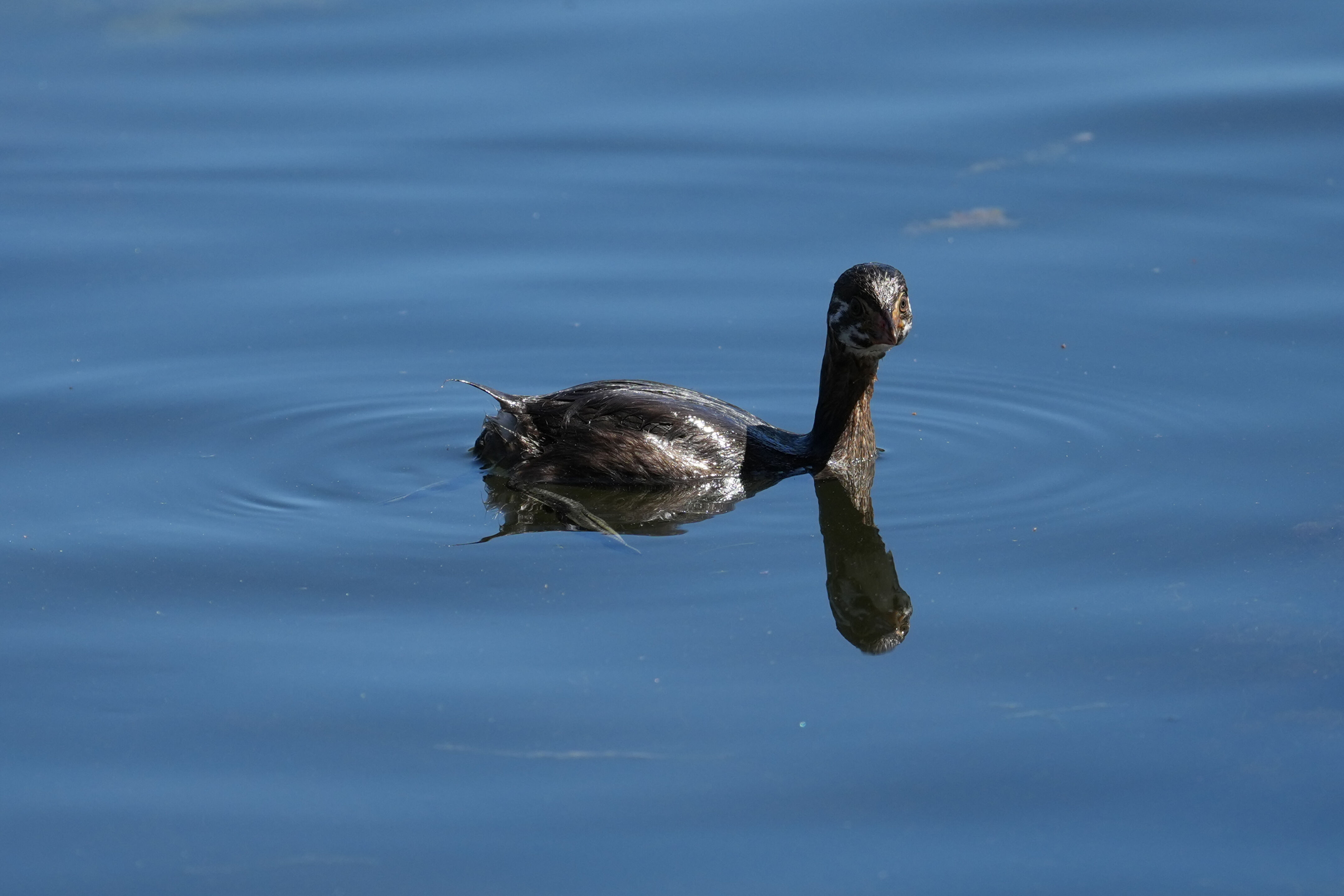 Vasona Lake County Park