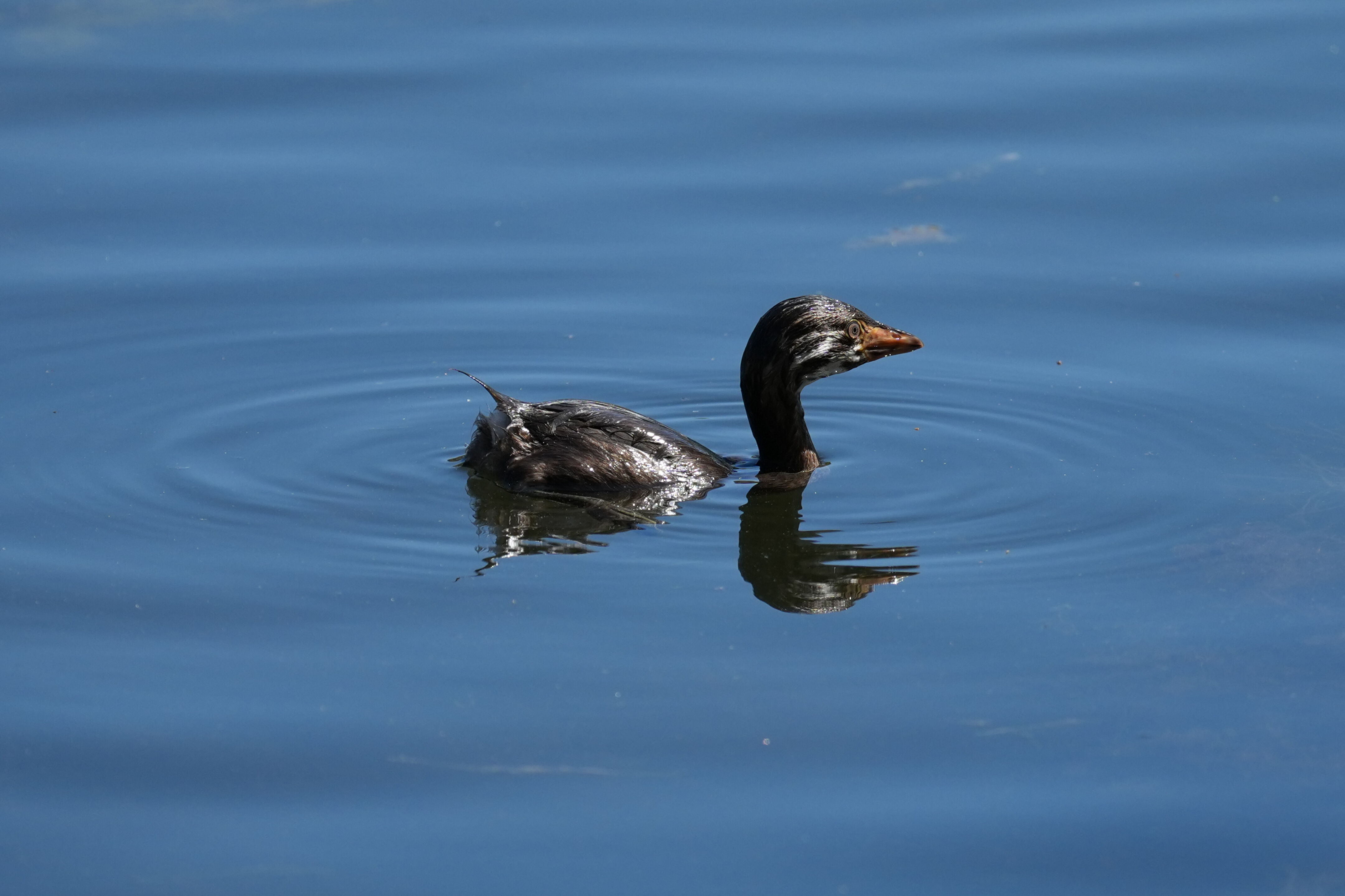 Vasona Lake County Park