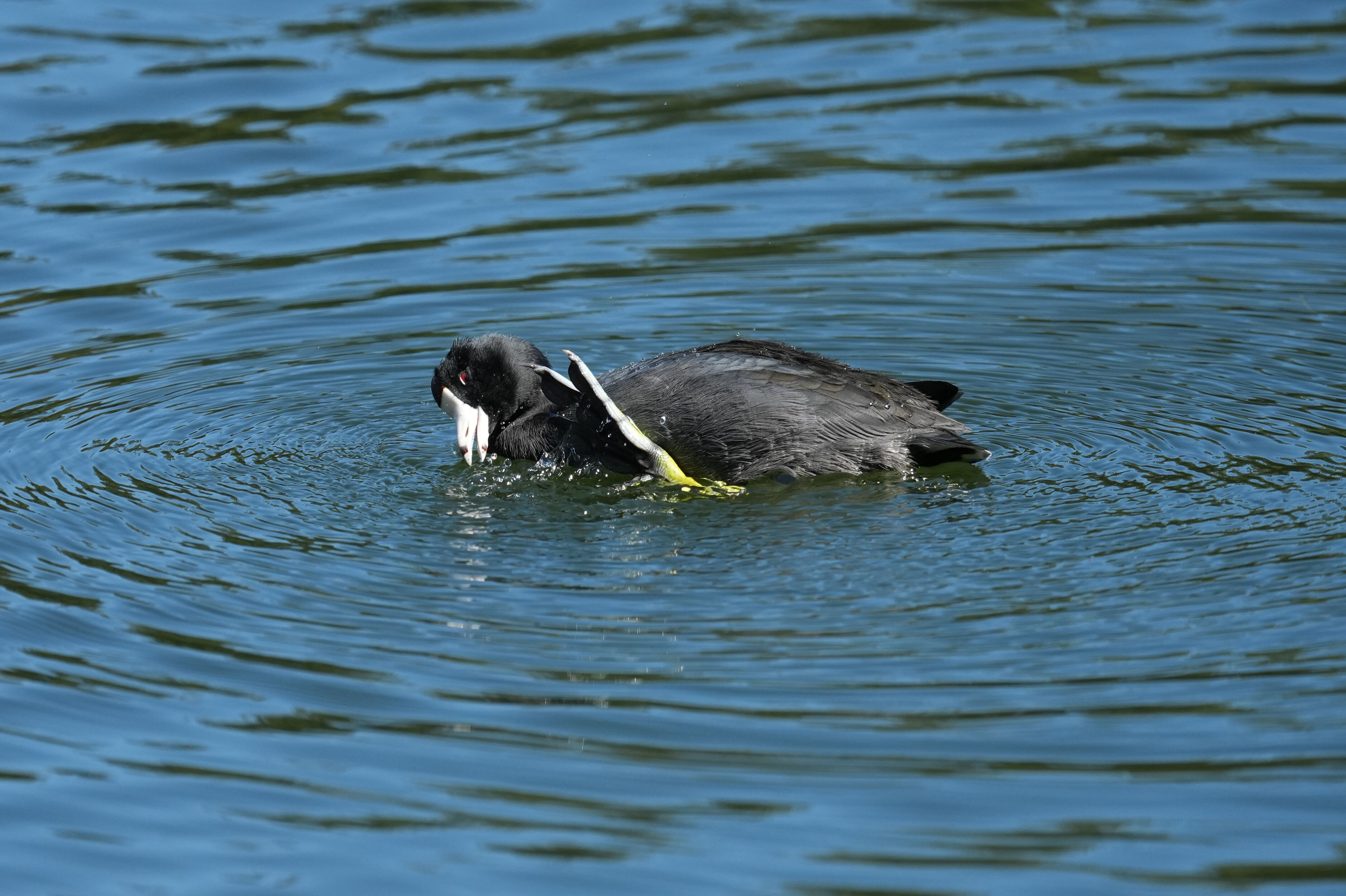 Vasona Lake County Park
