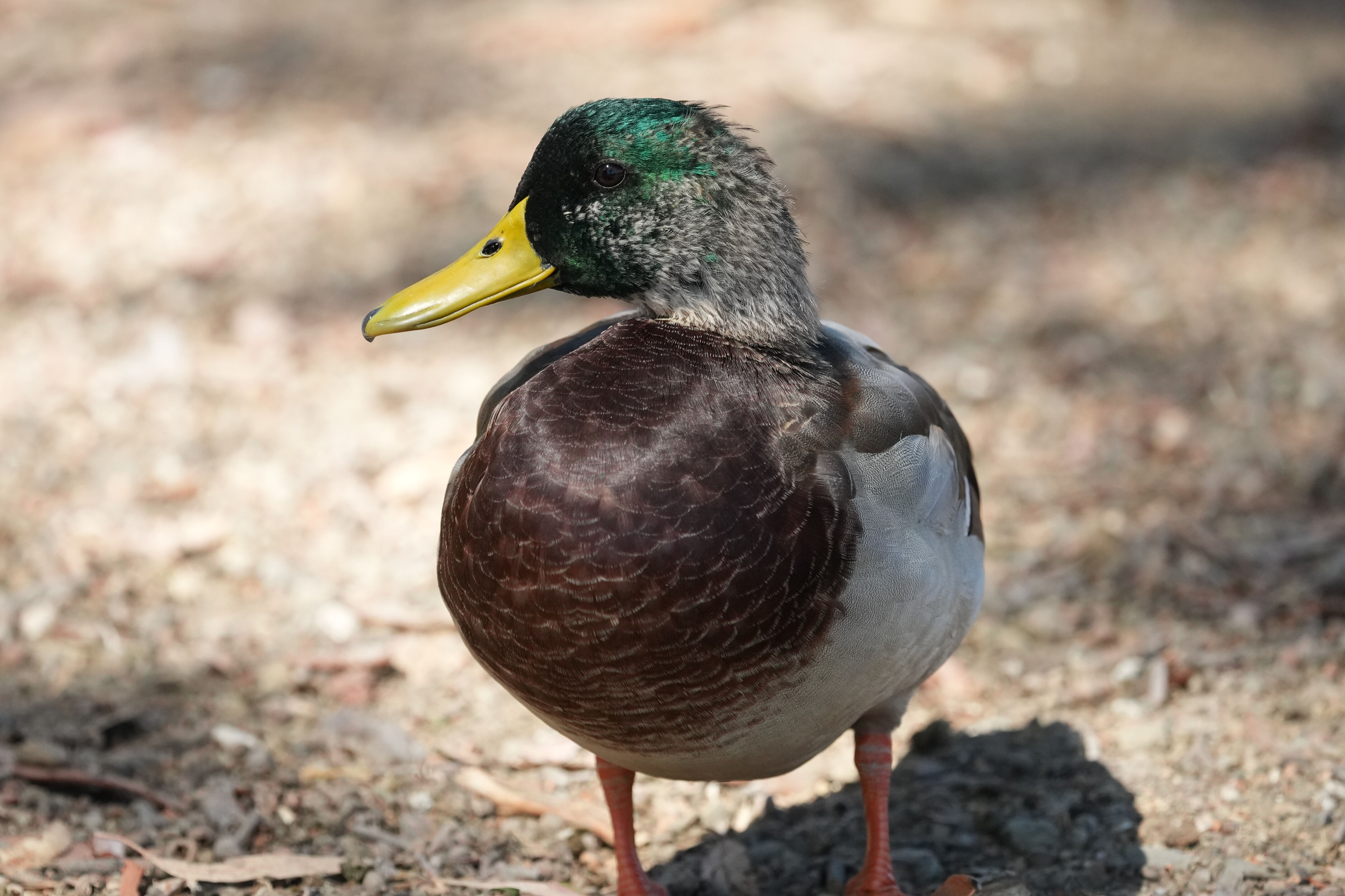 Vasona Lake County Park