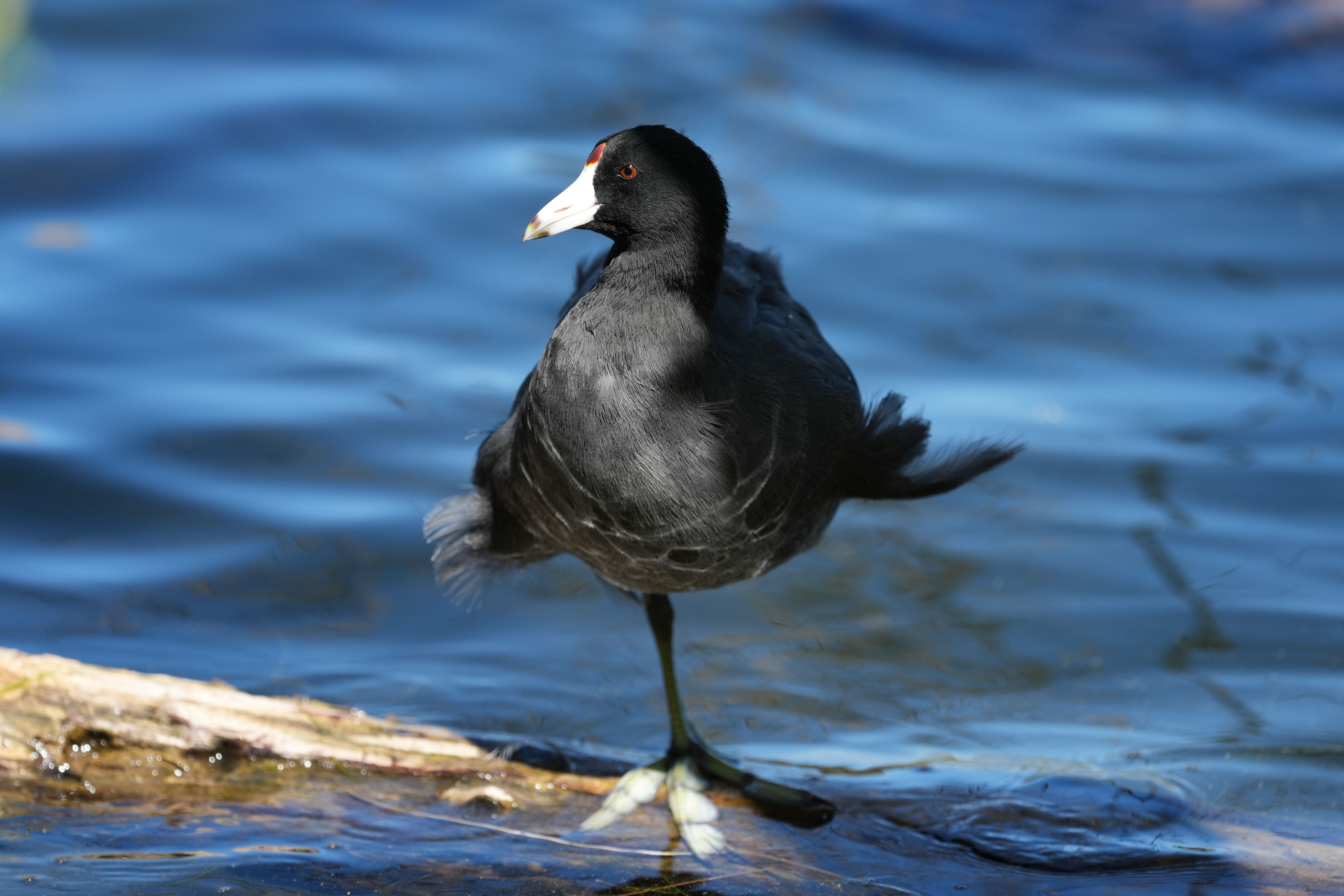 American Coot