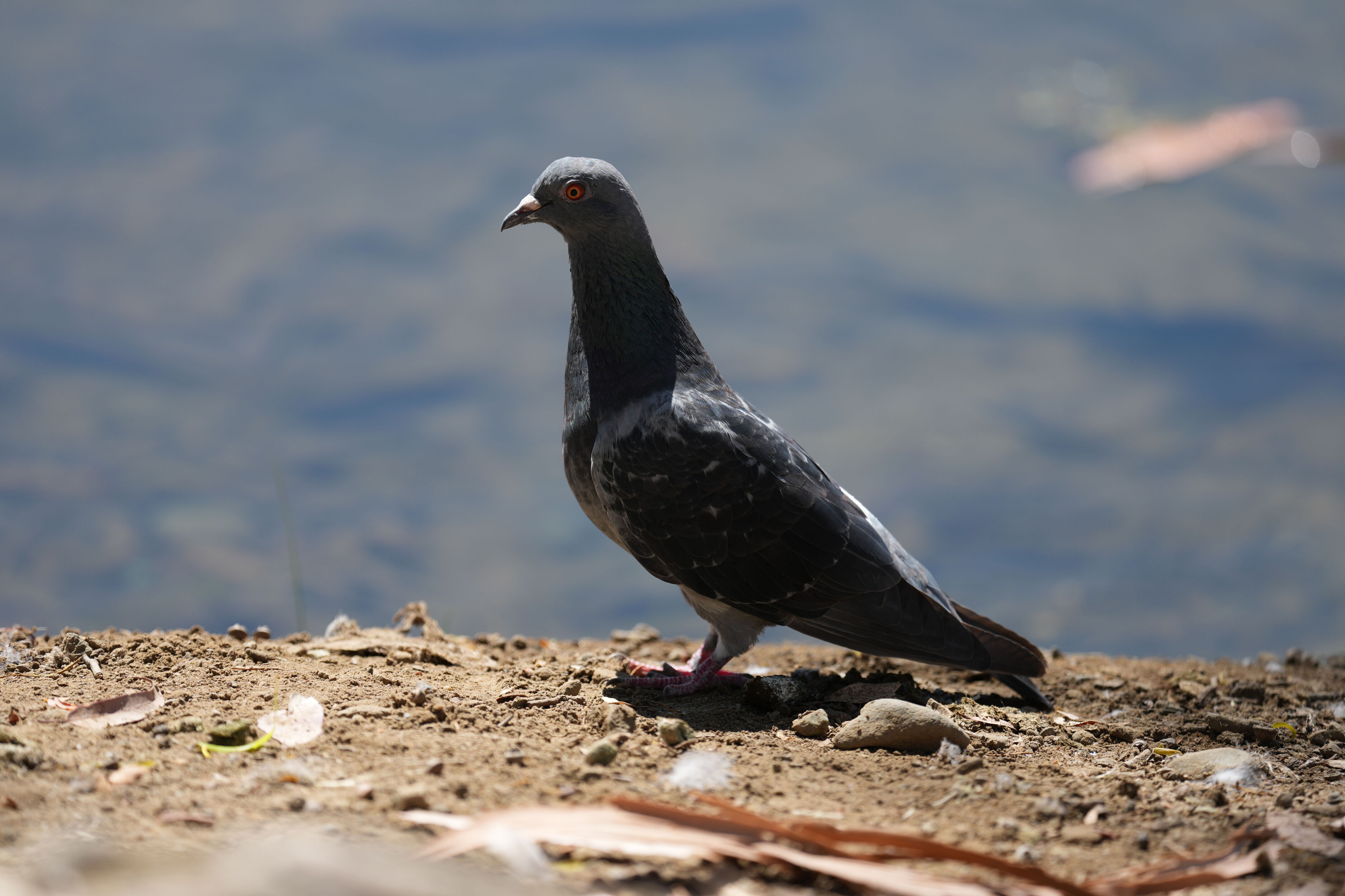 Vasona Lake County Park