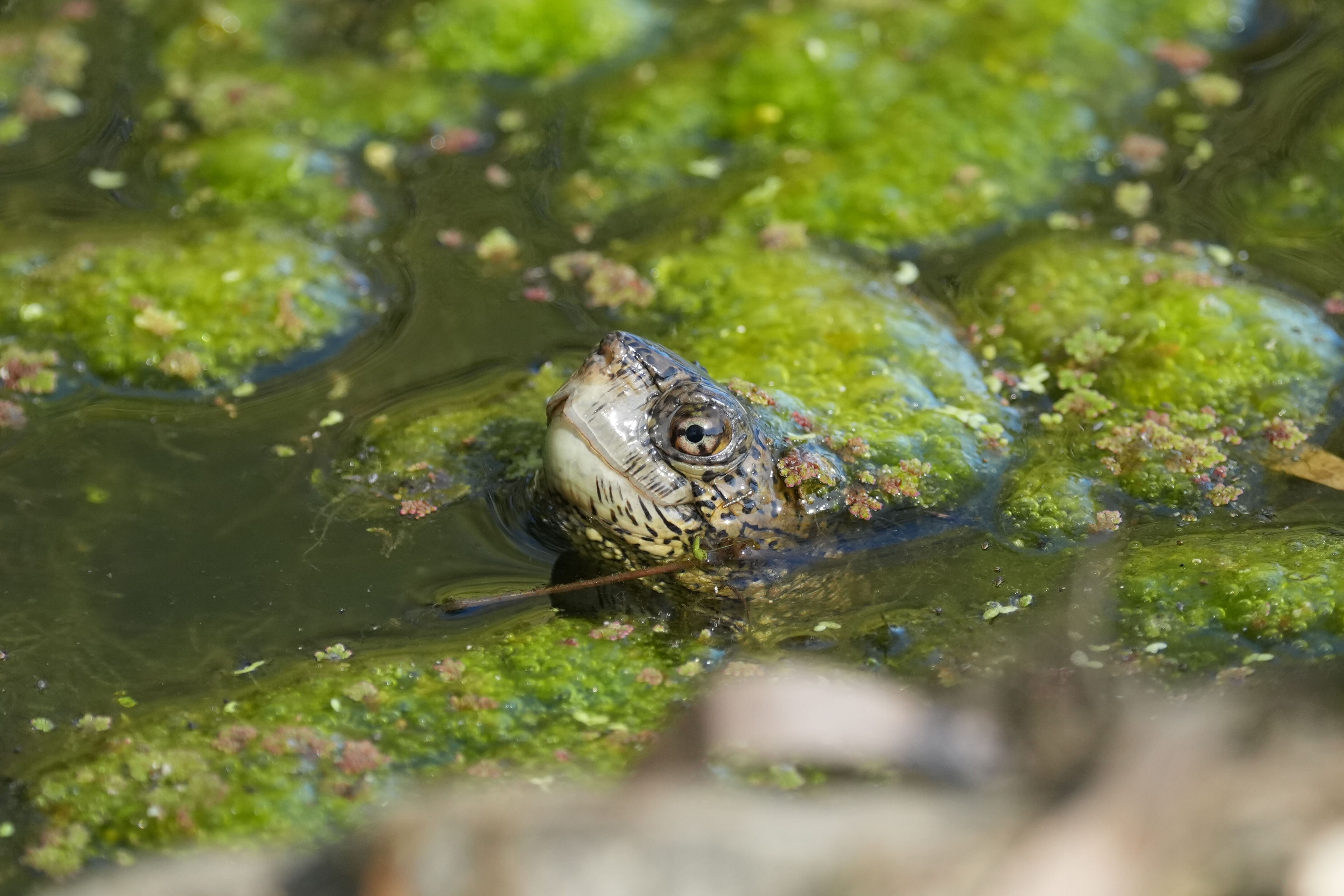 Western Pond Turtle