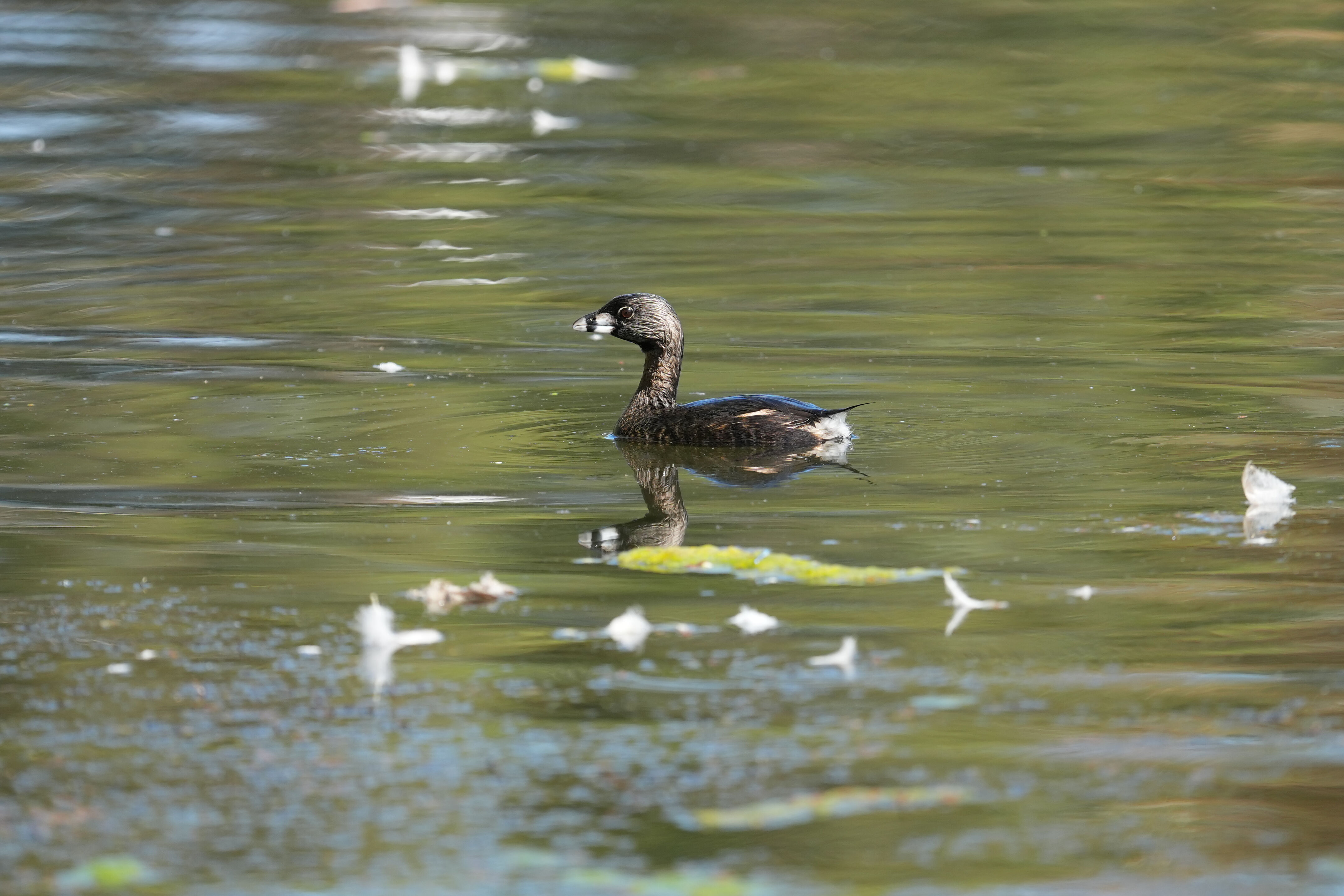 Vasona Lake County Park