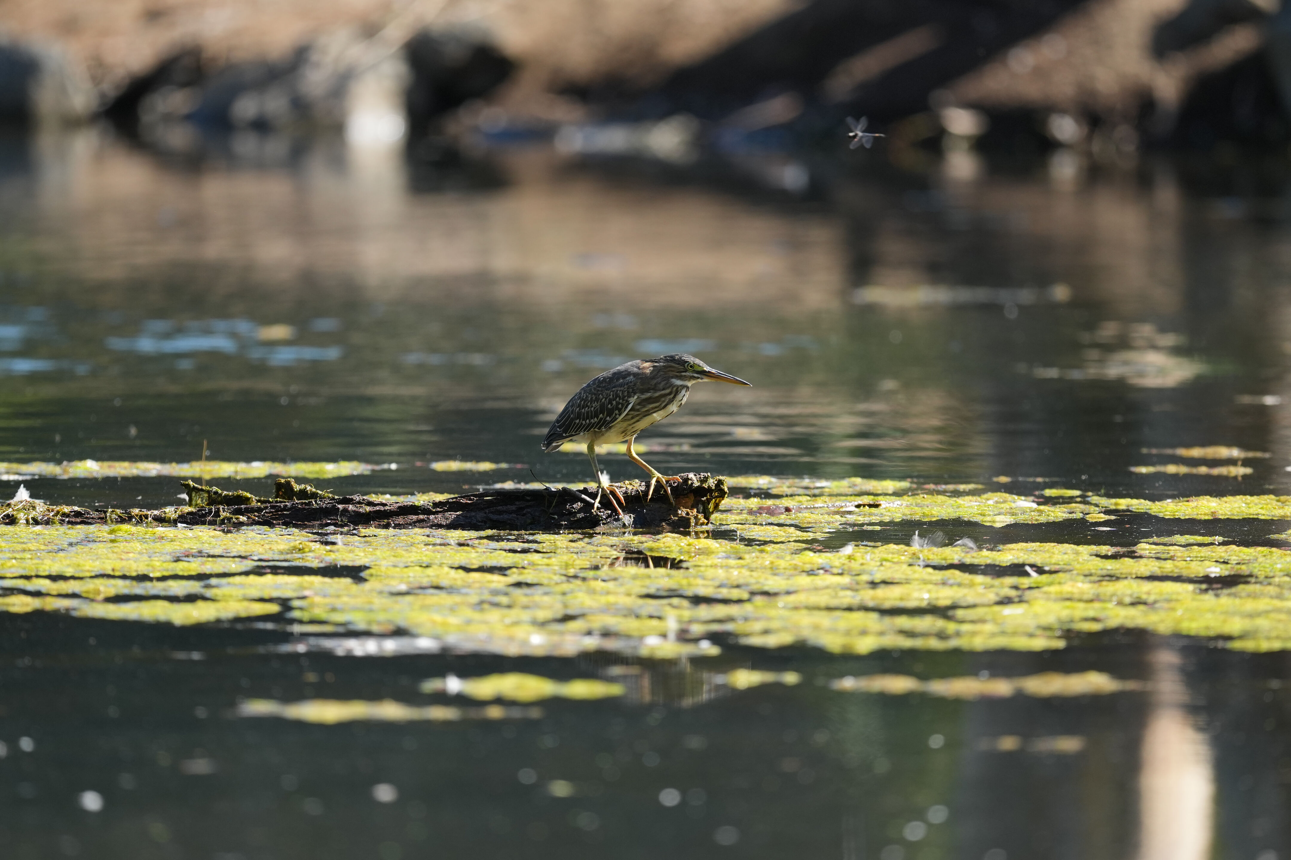 Vasona Lake County Park