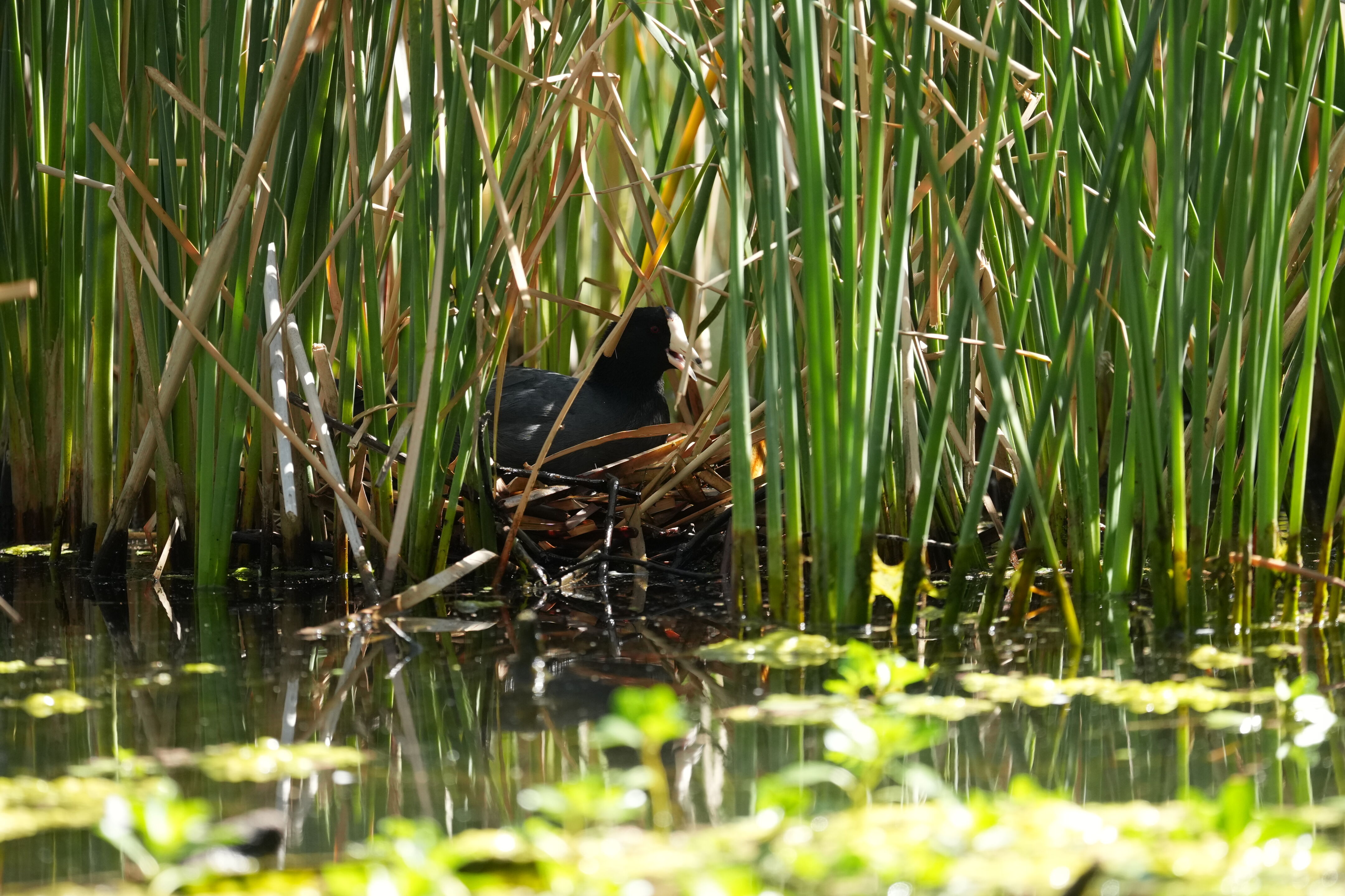 Vasona Lake County Park