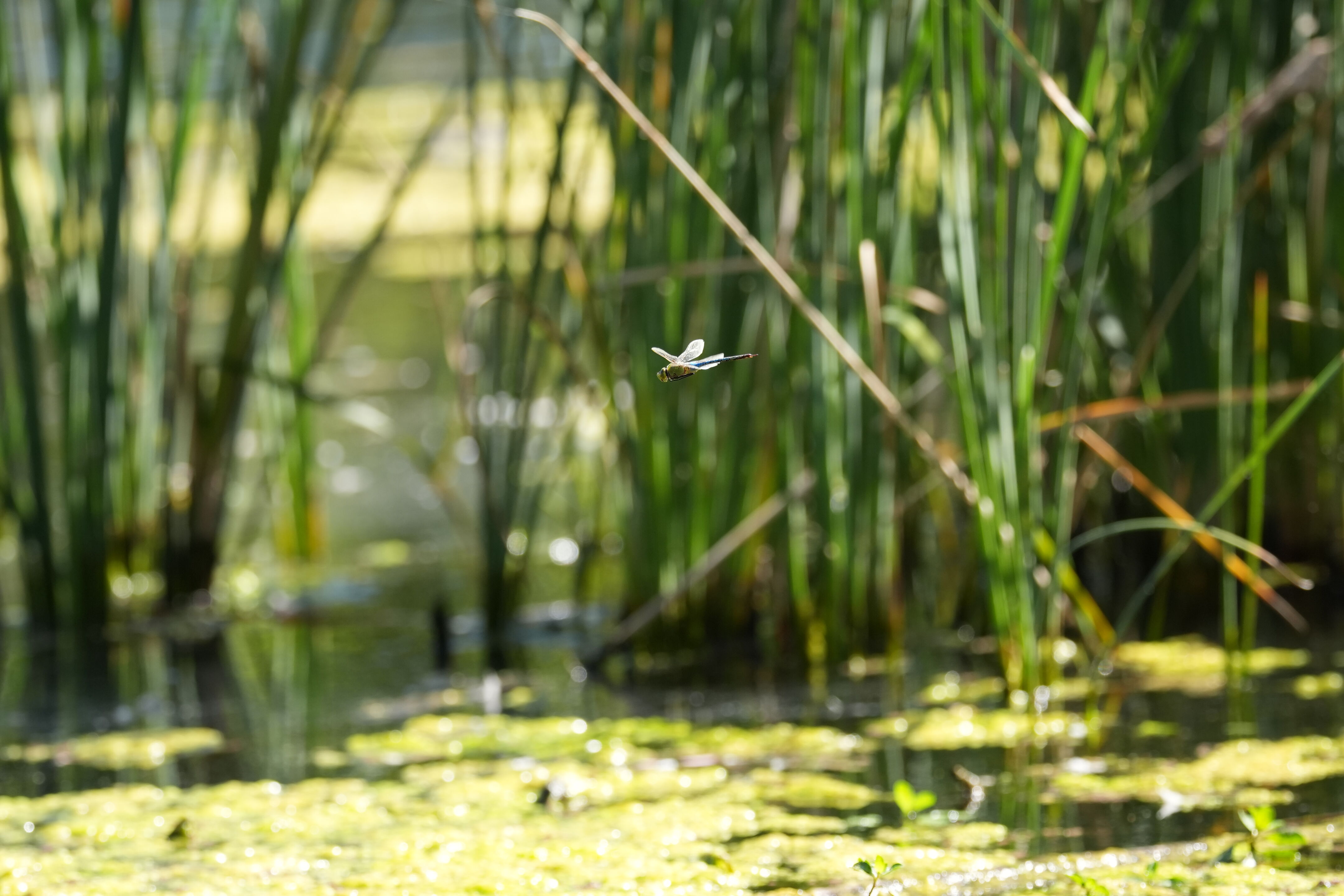 Vasona Lake County Park